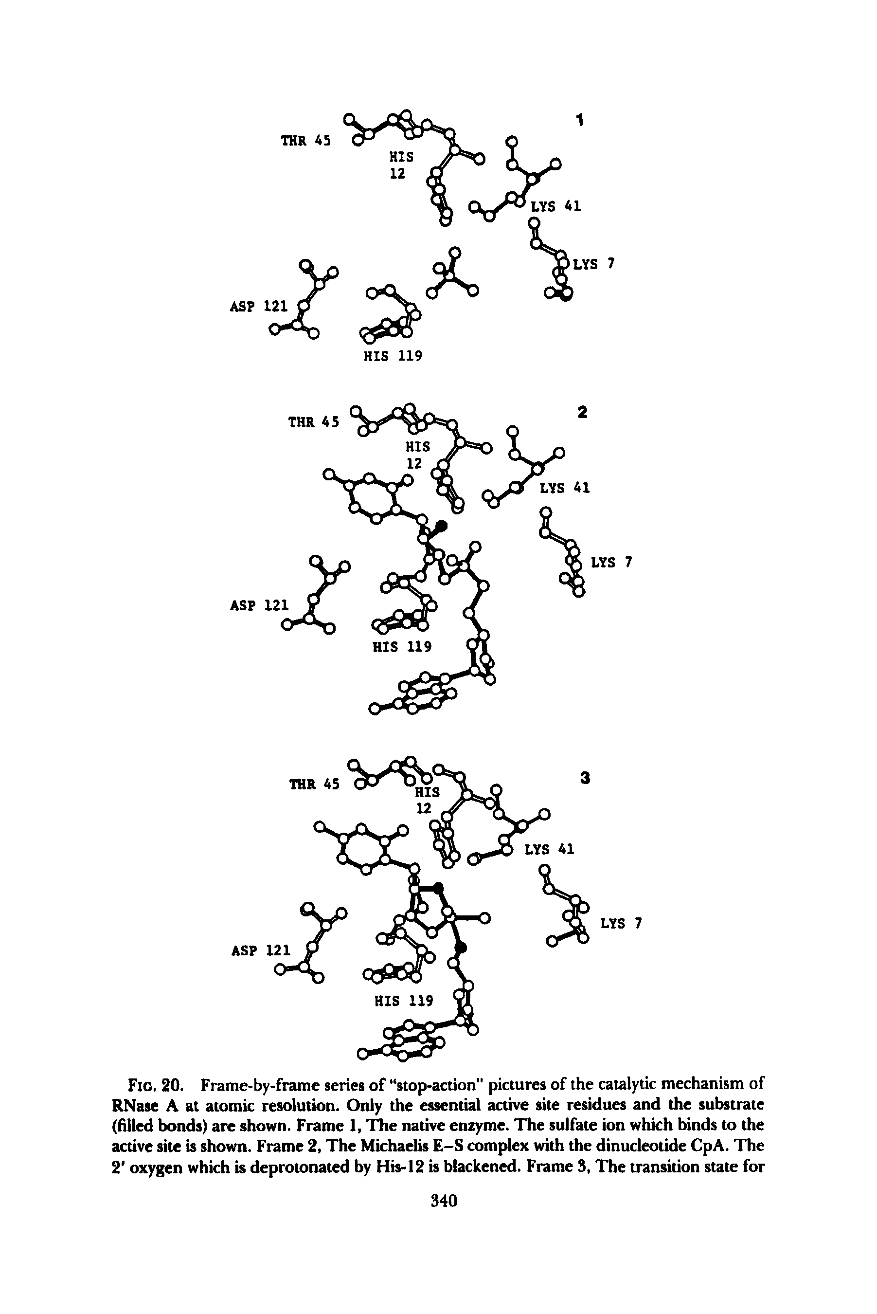 Fig. 20. Frame-by-frame series of stop-action pictures of the catalytic mechanism of RNase A at atomic resolution. Only the essential active site residues and the substrate (filled bonds) are shown. Frame 1, l e native enzyme. The sulfate ion which binds to the active site is shown. Frame 2, The Michaelis E-S complex with the dinucleotide CpA. The 2 oxygen which is deprotonated by His-12 is blackened. Frame 3, The transition state for...