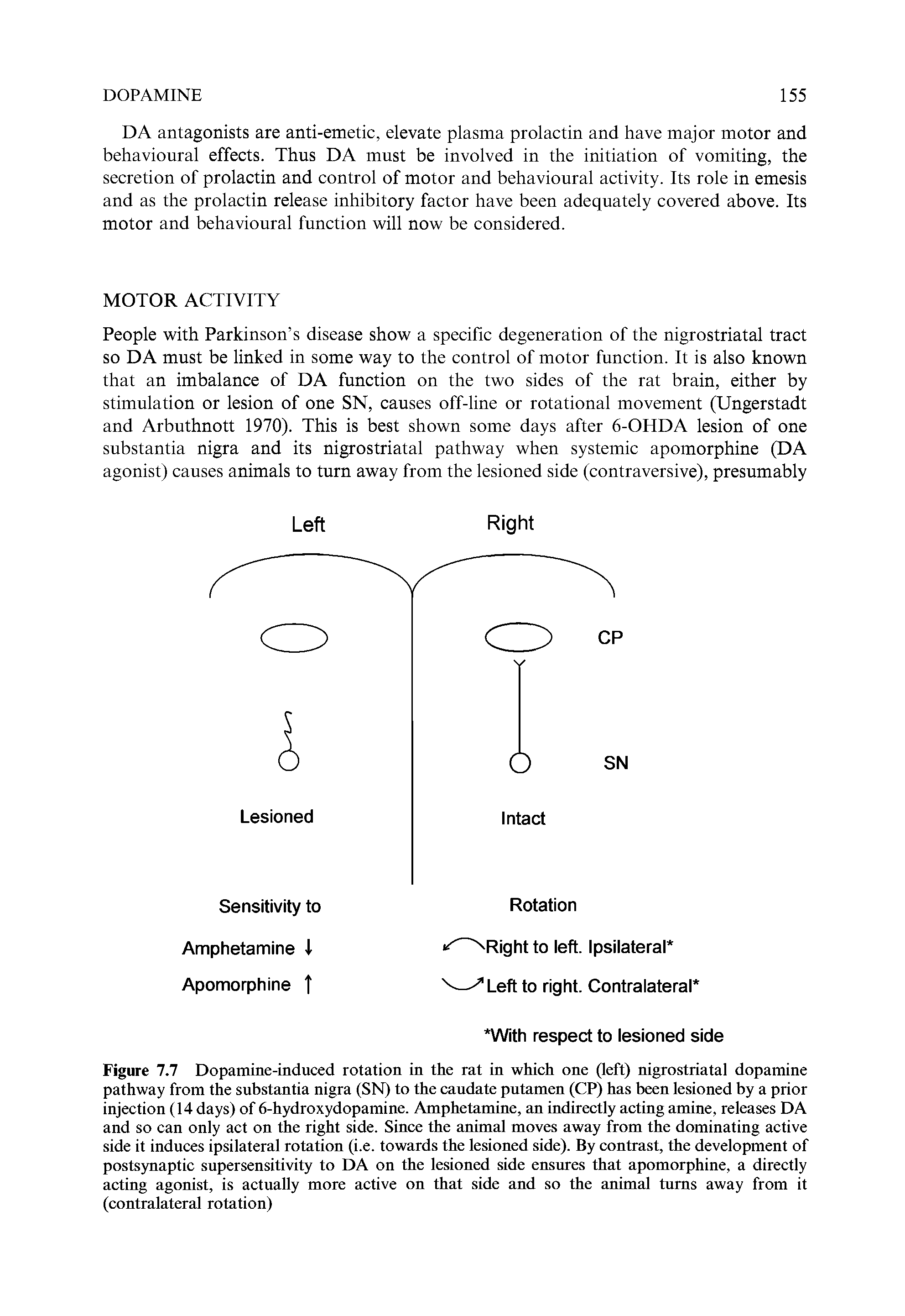 Figure 7.7 Dopamine-induced rotation in the rat in which one (left) nigrostriatal dopamine pathway from the substantia nigra (SN) to the caudate putamen (CP) has been lesioned by a prior injection (14 days) of 6-hydroxydopamine. Amphetamine, an indirectly acting amine, releases DA and so can only act on the right side. Since the animal moves away from the dominating active side it induces ipsilateral rotation (i.e. towards the lesioned side). By contrast, the development of postS5maptic supersensitivity to DA on the lesioned side ensures that apomorphine, a directly acting agonist, is actually more active on that side and so the animal turns away from it (contralateral rotation)...