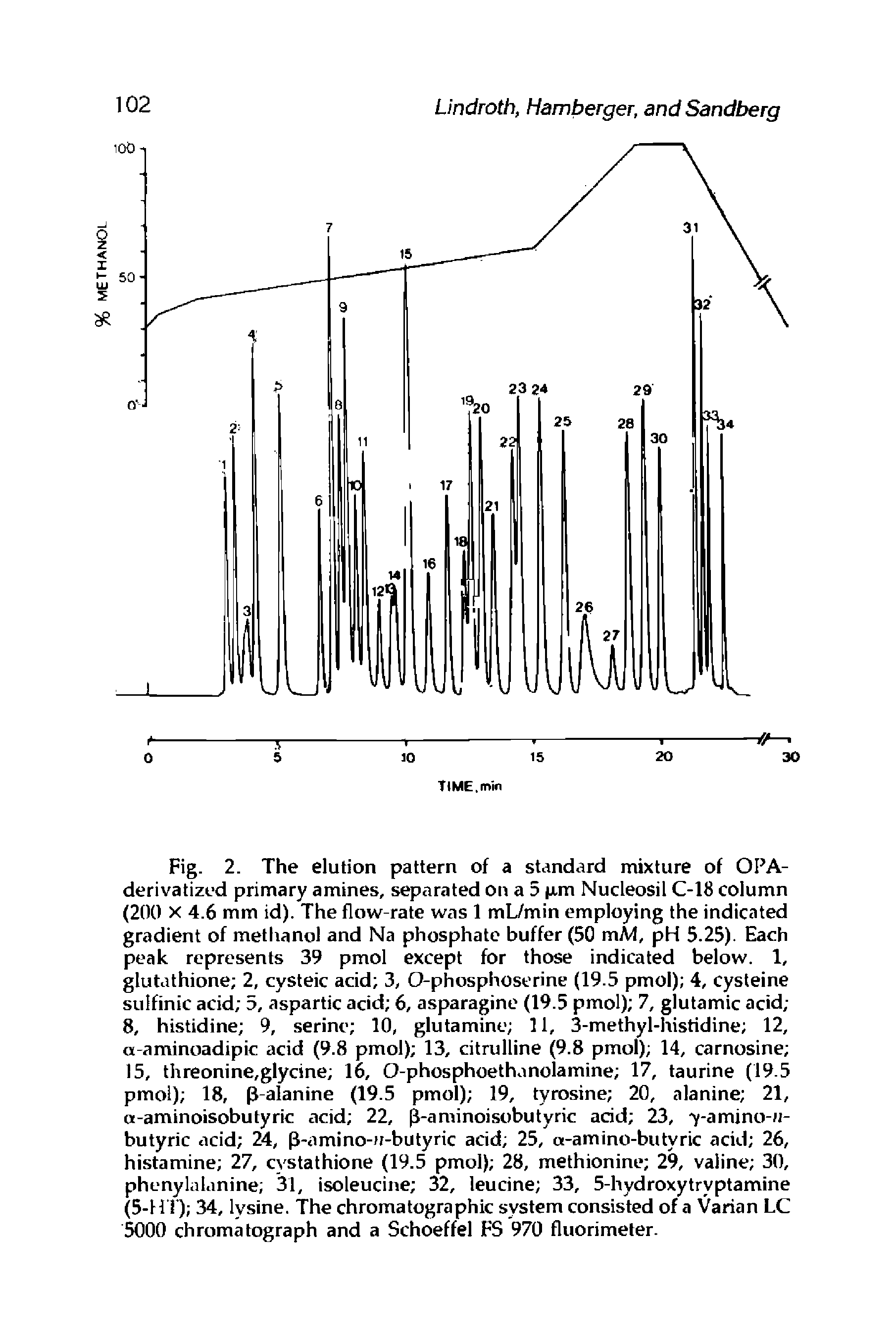 Fig. 2. The elution pattern of a standard mixture of OPA-derivatized primary amines, separated on a 5 (Jim Nucleosil C-18 column (200 X 4.6 mm id). The flow-rate was 1 mL/min employing the indicated gradient of metlianol and Na phosphate buffer (50 mA4, pH 5.25). Each peak represents 39 pmol except for those indicated below. 1, glutathione 2, cysteic acid 3, O-phosphoserine (19.5 pmol) 4, cysteine sulfinic acid 5, aspartic acid 6, asparagine (19.5 pmol) 7, glutamic acid 8, histidine 9, serine 10, glutamine 11, 3-methyl-histidine 12, a-aminoadipic acid (9.8 pmol) 13, citrulline (9.8 pmol) 14, carnosine 15, threonine,glycine 16, O-phosphoethanolamine 17, taurine (19.5 pmol) 18, p-alanine (19.5 pmol) 19, tyrosine 20, alanine 21, a-aminoisobutyric acid 22, aminoisobutyric acid 23, y-amino-ii-butyric acid 24, p-amino-u-butyric acid 25, a-amino-butyric acid 26, histamine 27, cystathione (19.5 pmol) 28, methionine 29, valine 30, phenylalanine 31, isoleucine 32, leucine 33, 5-hydroxytryptamine (5-H i ) 34, lysine. The chromatographic system consisted of a Varian LC 5000 chromatograph and a Schoeffel FS 970 fluorimeter.
