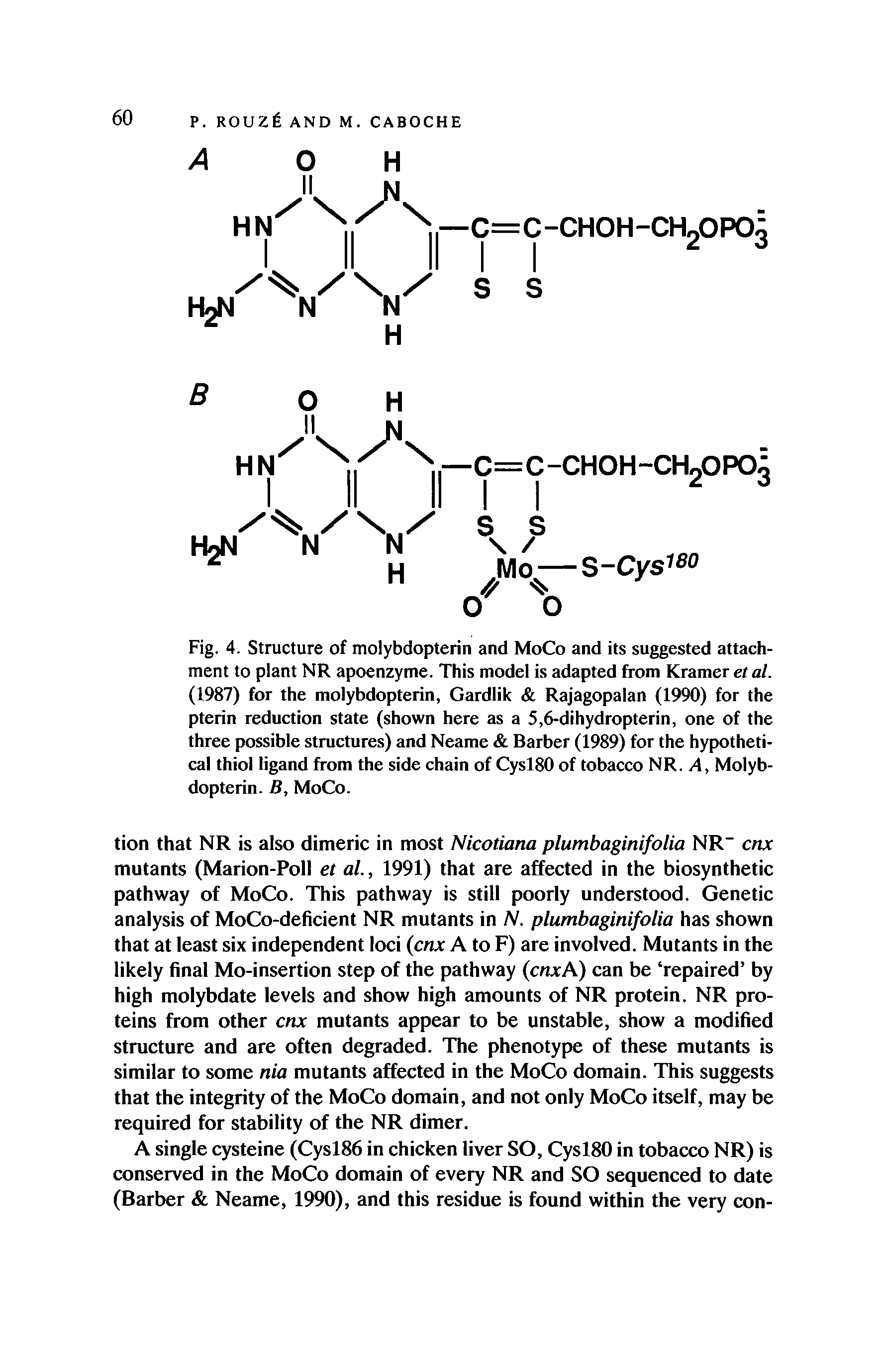 Fig. 4. Structure of molybdopterin and MoCo and its suggested attachment to plant NR apoenzyme. This model is adapted from Kramer et al. (1987) for the molybdopterin, Gardlik Rajagopalan (1990) for the pterin reduction state (shown here as a 5,6-dihydropterin, one of the three possible structures) and Neame Barber (1989) for the hypothetical thiol ligand from the side chain of Cysl80 of tobacco NR. A, Molybdopterin. B, MoCo.