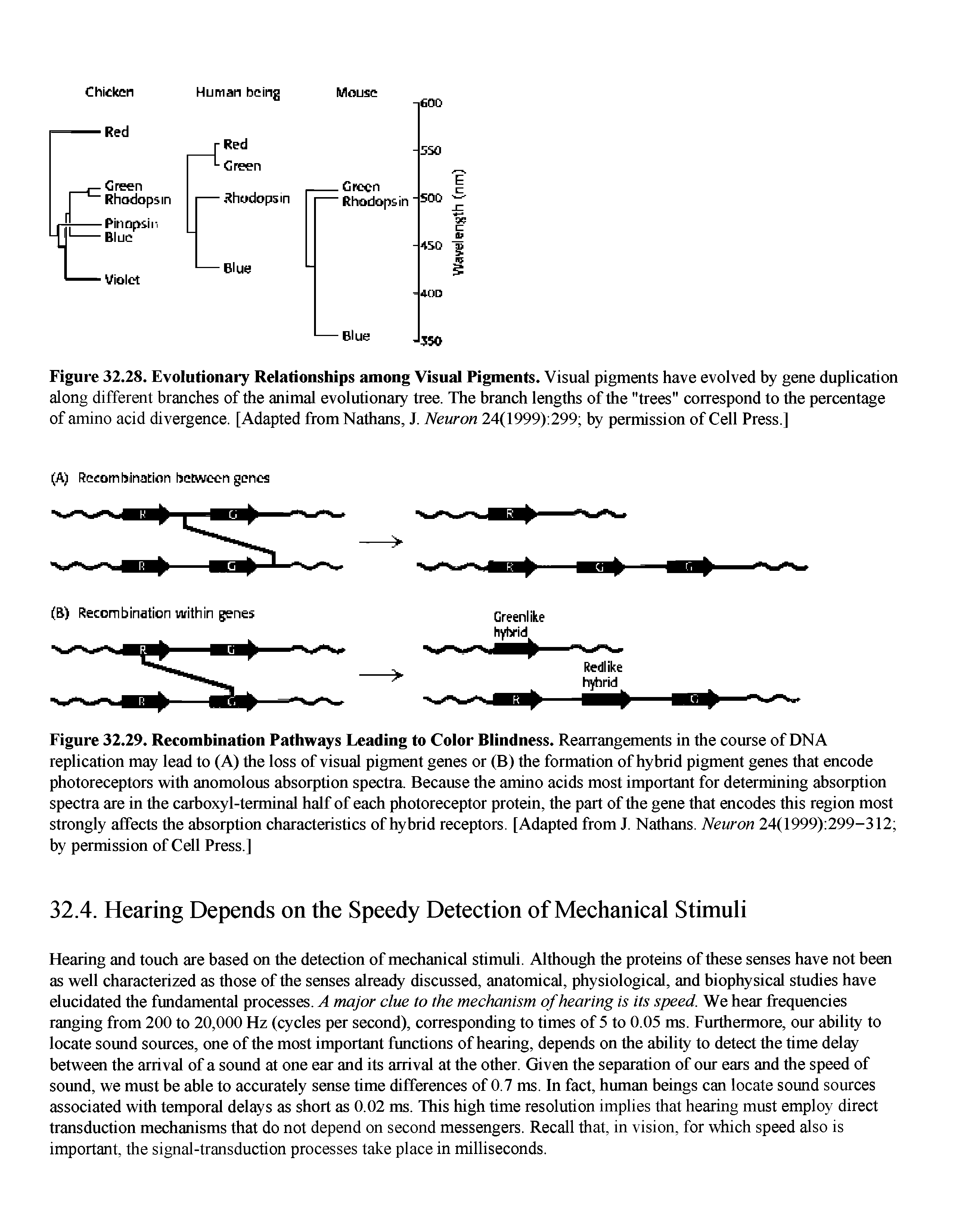 Figure 32.28. Evolutionary Relationships among Visual Pigments. Visual pigments have evolved by gene duplication along different branches of the animal evolutionary tree. The branch lengths of the "trees" correspond to the percentage of amino acid divergence. [Adapted from Nathans, J. Neuron 24(1999) 299 by permission of Cell Press.]...