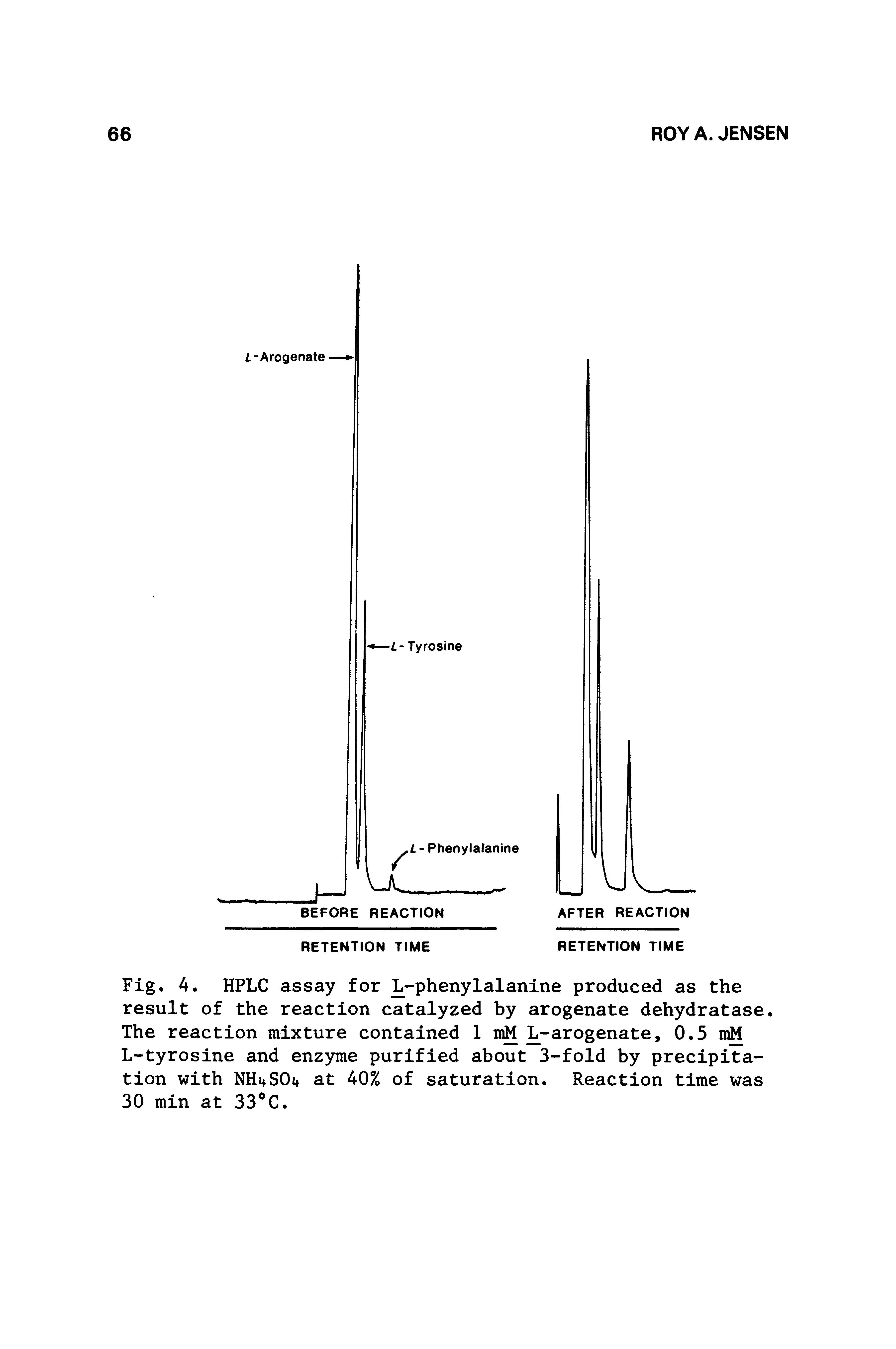 Fig. 4. HPLC assay for L-phenylalanine produced as the result of the reaction catalyzed by arogenate dehydratase. The reaction mixture contained 1 ir L-arogenate, 0.5 nM L-tyrosine and enzyme purified about 3-fold by precipitation with NHi+SOi at 40% of saturation. Reaction time was 30 min at 33 C.