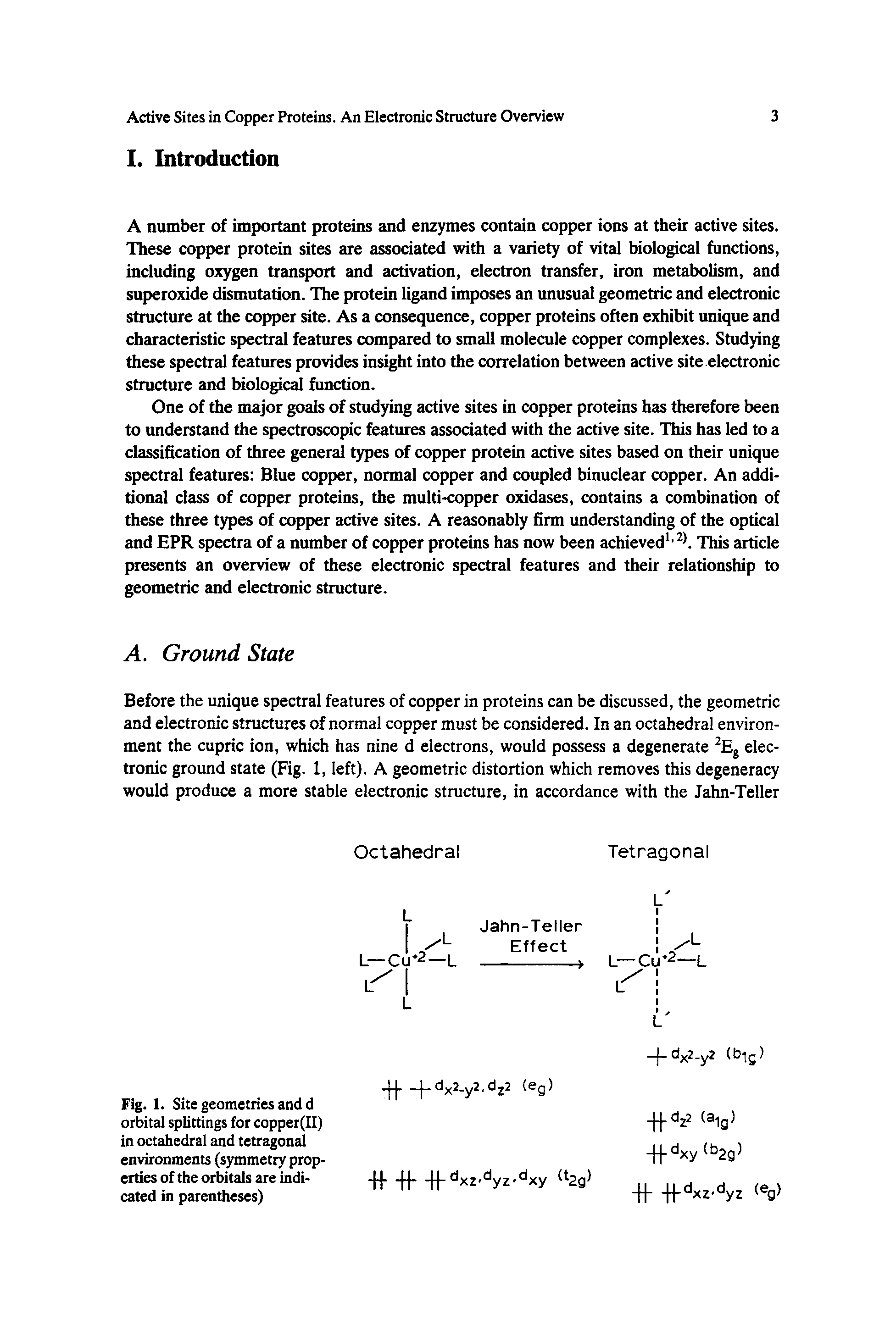 Fig. 1. Site geometries and d orbital splittings for copper(II) in octahedral and tetragonal environments (symmetry properties of the orbitals are indicated in parentheses)...