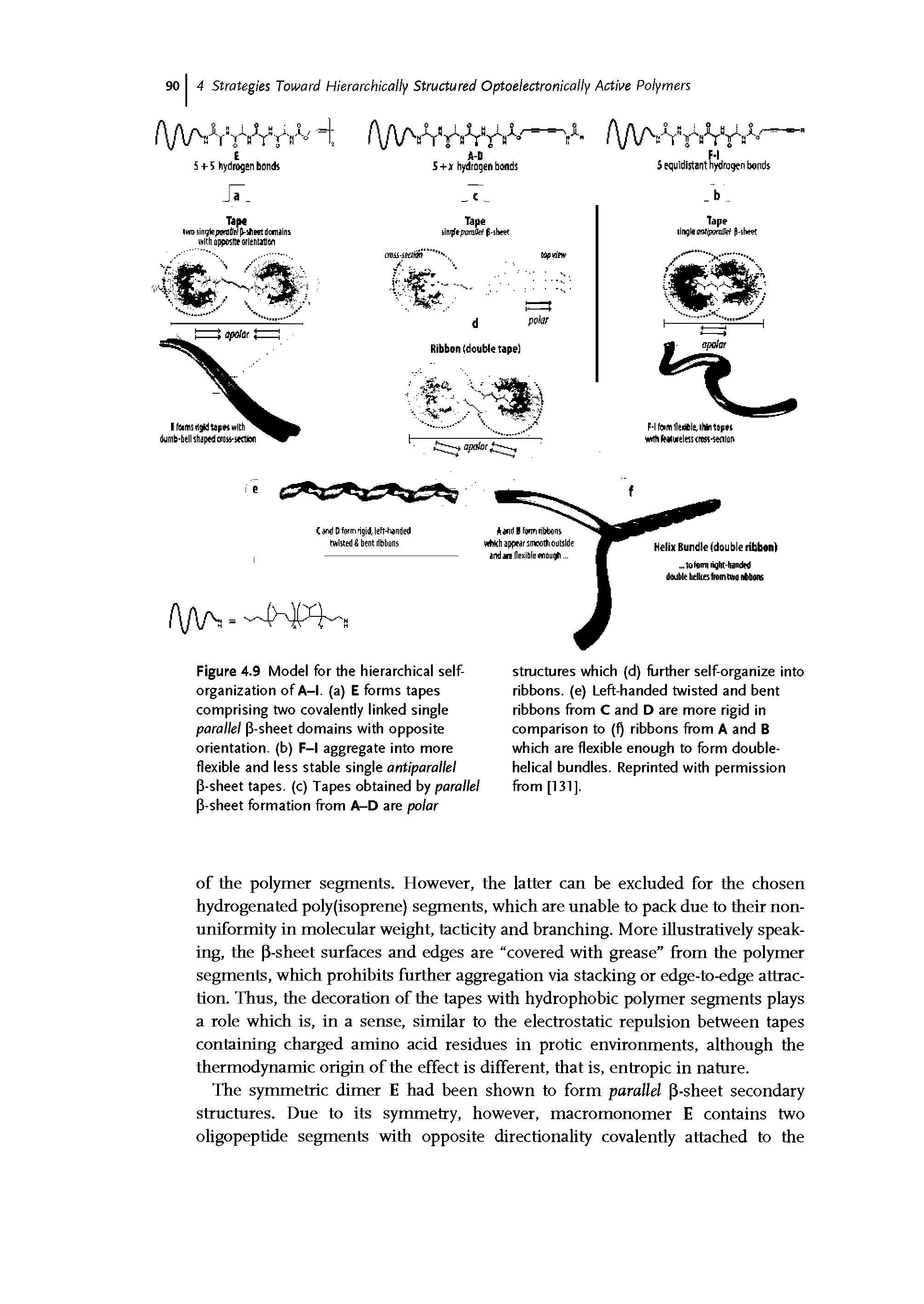 Figure 4.9 Model for the hierarchical selforganization of A-l. (a) E forms tapes comprising two covalently linked single parallel P-sheet domains with opposite orientation, (b) F-l aggregate into more flexible and less stable single antiparallel P-sheet tapes, (c) Tapes obtained by parallel P-sheet formation from A-D are polar...