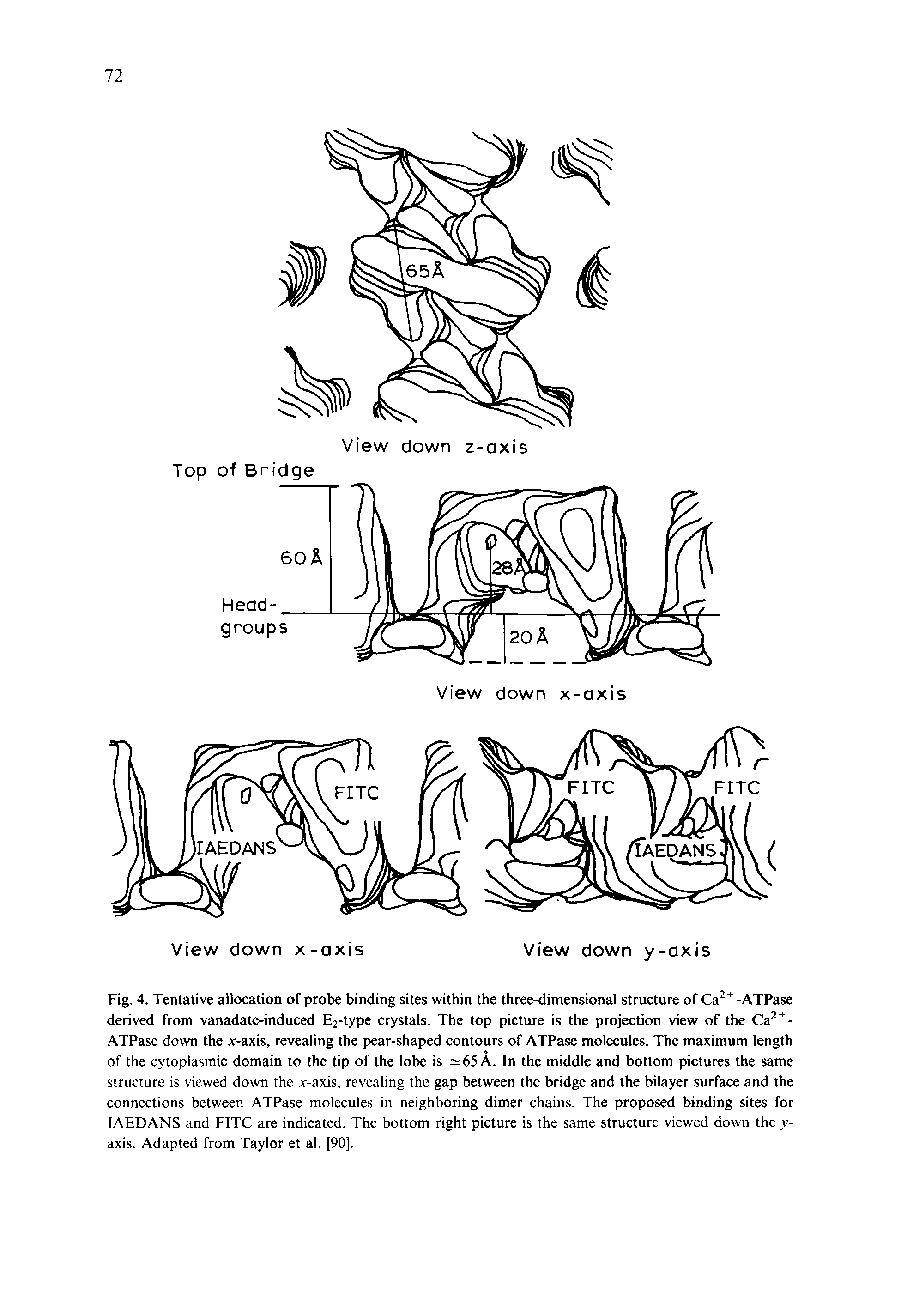 Fig. 4. Tentative allocation of probe binding sites within the three-dimensional structure of Ca -ATPase derived from vanadate-induced E2-type crystals. The top picture is the projection view of the Ca -ATPase down the x-axis, revealing the pear-shaped contours of ATPase molecules. The maximum length of the cytoplasmic domain to the tip of the lobe is =r65A. In the middle and bottom pictures the same structure is viewed down the x-axis, revealing the gap between the bridge and the bilayer surface and the connections between ATPase molecules in neighboring dimer chains. The proposed binding sites for lAEDANS and FITC are indicated. The bottom right picture is the same structure viewed down the y-axis. Adapted from Taylor et al. [90].