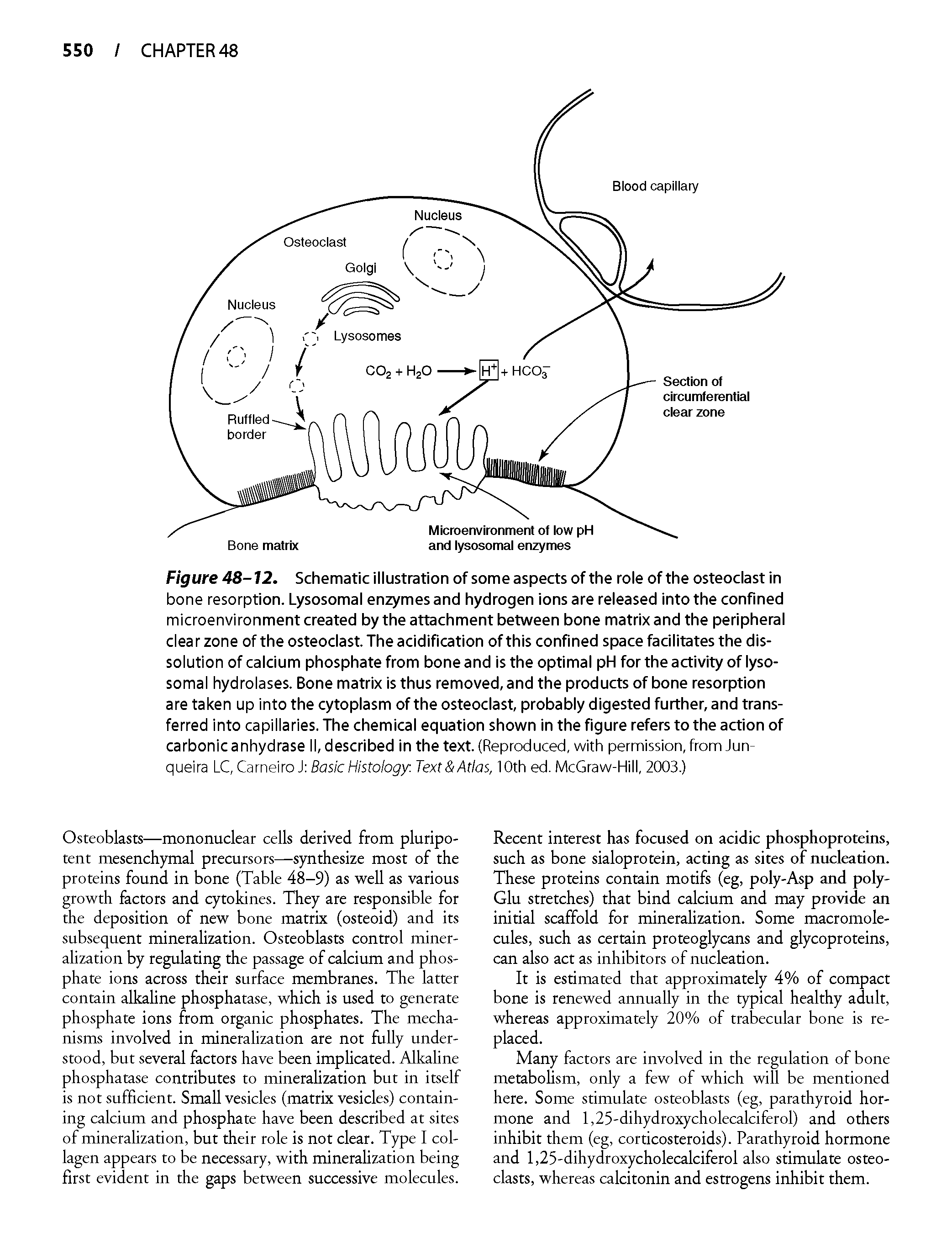 Figure 48-12. Schematic illustration of some aspects of the role of the osteoclast in bone resorption. Lysosomal enzymes and hydrogen ions are released into the confined microenvironment created by the attachment between bone matrix and the peripheral clear zone of the osteoclast. The acidification of this confined space facilitates the dissolution of calcium phosphate from bone and is the optimal pH for the activity of lysosomal hydrolases. Bone matrix is thus removed, and the products of bone resorption are taken up into the cytoplasm of the osteoclast, probably digested further, and transferred into capillaries. The chemical equation shown in the figure refers to the action of carbonic anhydrase II, described in the text. (Reproduced, with permission, from Jun-queira LC, Carneiro J BasicHistology. Text Atlas, 10th ed. McGraw-Hill, 2003.)...