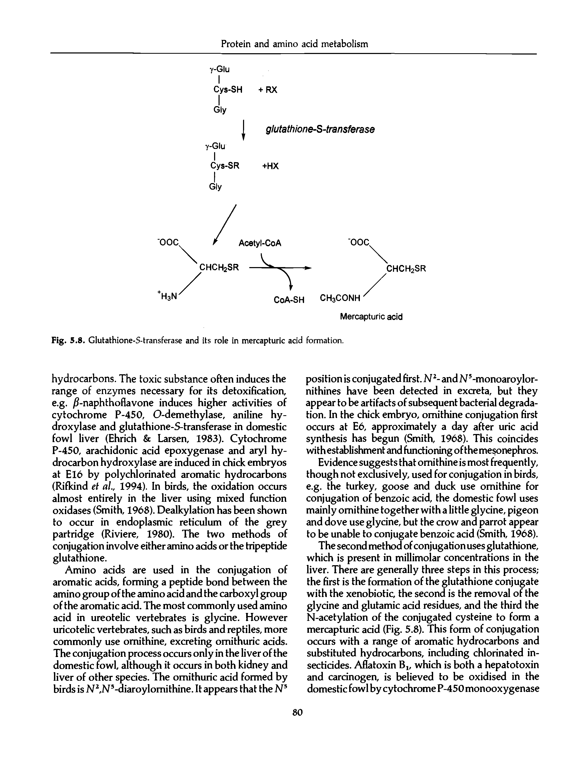 Fig. 5.8. Giutathione-S-transferase and its role in mercapturic acid formation.