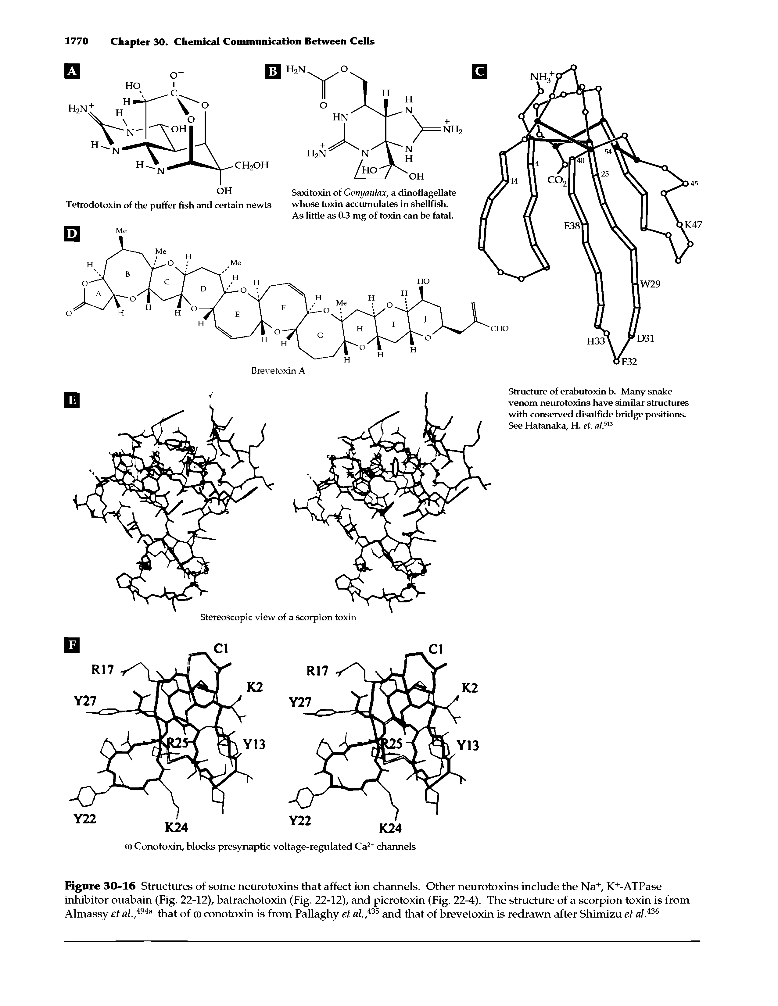 Figure 30-16 Structures of some neurotoxins that affect ion channels. Other neurotoxins include the Na+, K+-ATPase inhibitor ouabain (Fig. 22-12), batrachotoxin (Fig. 22-12), and picrotoxin (Fig. 22-4). The structure of a scorpion toxin is from Almassy et al.,i9ia that of to conotoxin is from Pallaghy et al.,i35 and that of brevetoxin is redrawn after Shimizu et al.i36...
