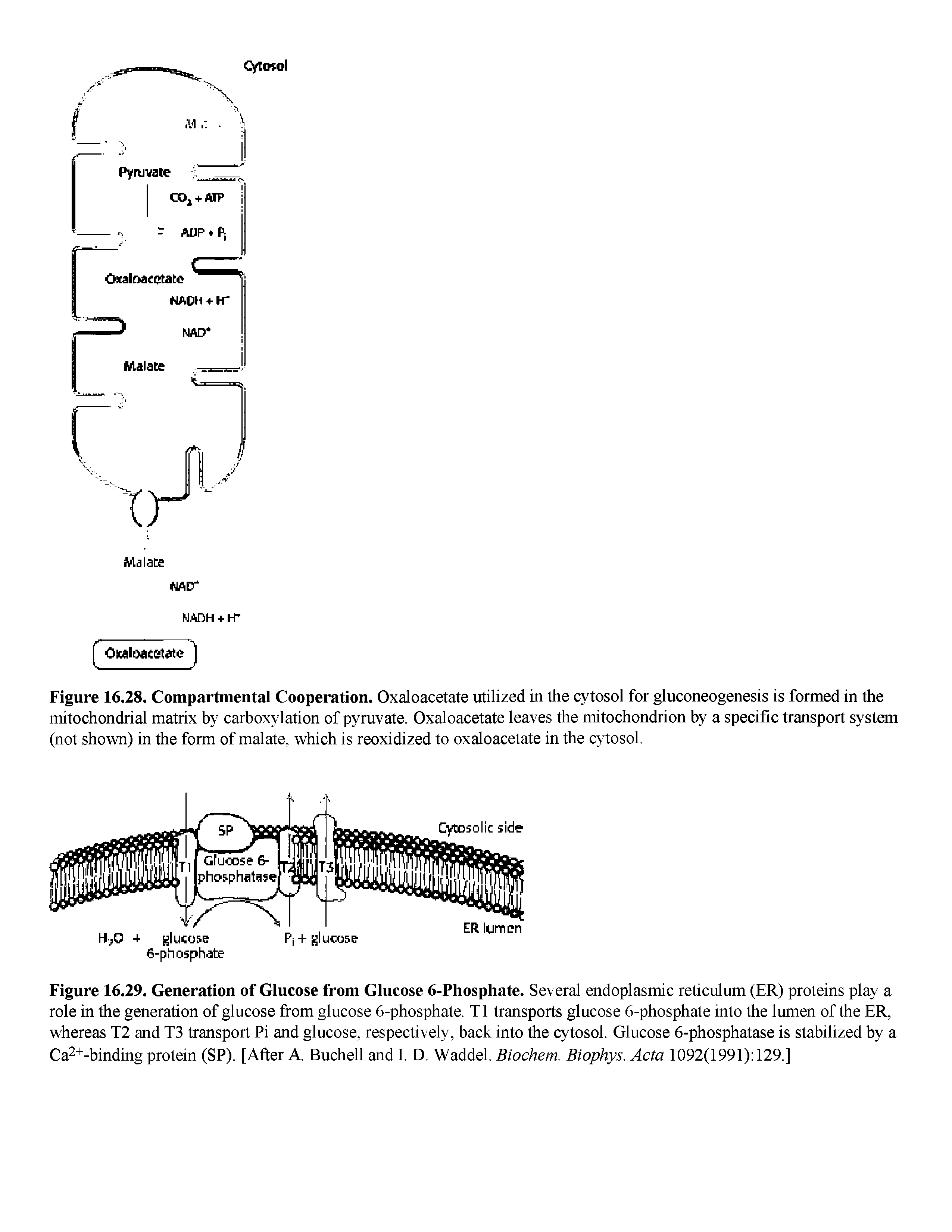 Figure 16.28. Compartmental Cooperation. Oxaloacetate utilized in the cytosol for gluconeogenesis is formed in the mitochondrial matrix by carboxylation of pyruvate. Oxaloacetate leaves the mitochondrion by a specific transport system (not shovm) in the form of malate, -which is reoxidized to oxaloacetate in the cytosol.