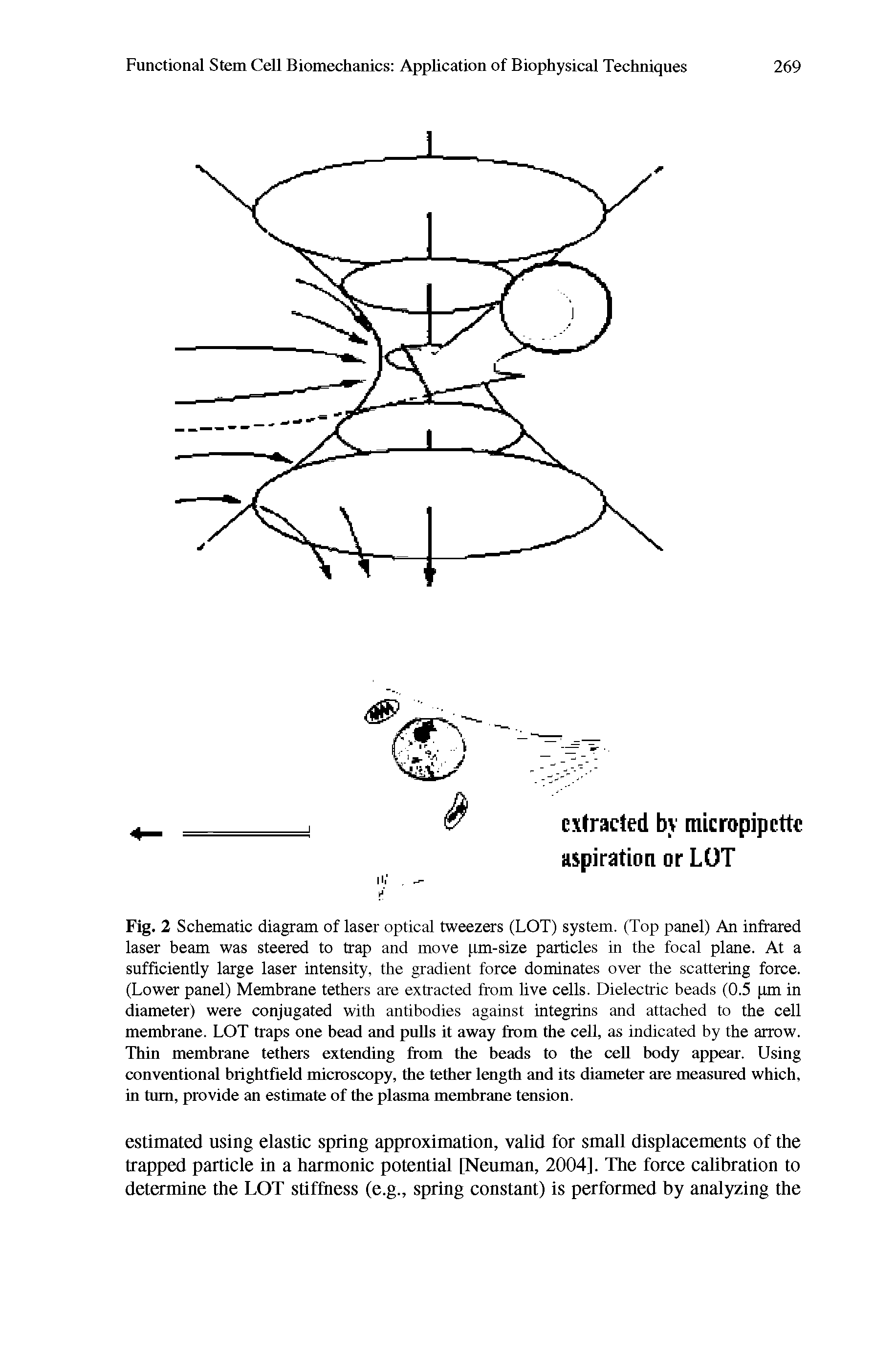 Fig. 2 Schematic diagram of laser optical tweezers (LOT) system. (Top panel) An infrared laser beam was steered to trap and move pm-size particles in the focal plane. At a sufficiently large laser intensity, the gradient force dominates over the scattering force. (Lower panel) Membrane tethers are extracted from live cells. Dielectric beads (0.5 pm in diameter) were conjugated with antibodies against integiins and attached to the cell membrane. LOT traps one bead and pulls it away from the cell, as indicated by the arrow. Thin membrane tethers extending from the beads to the cell body appear. Using conventional brightfield microscopy, the tether length and its diameter are measured which, in turn, provide an estimate of the plasma membrane tension.