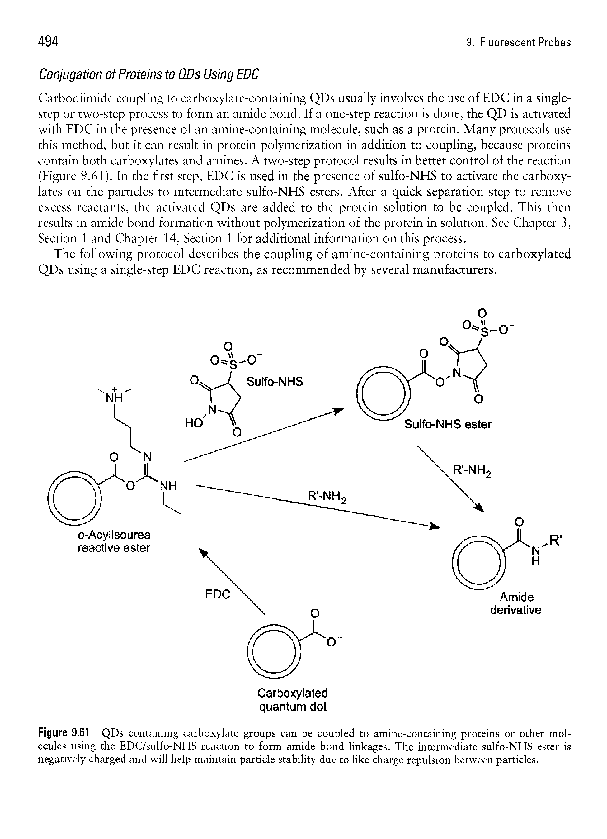 Figure 9.61 QDs containing carboxylate groups can be coupled to amine-containing proteins or other molecules using the EDC/sulfo-NHS reaction to form amide bond linkages. The intermediate sulfo-NHS ester is negatively charged and will help maintain particle stability due to like charge repulsion between particles.