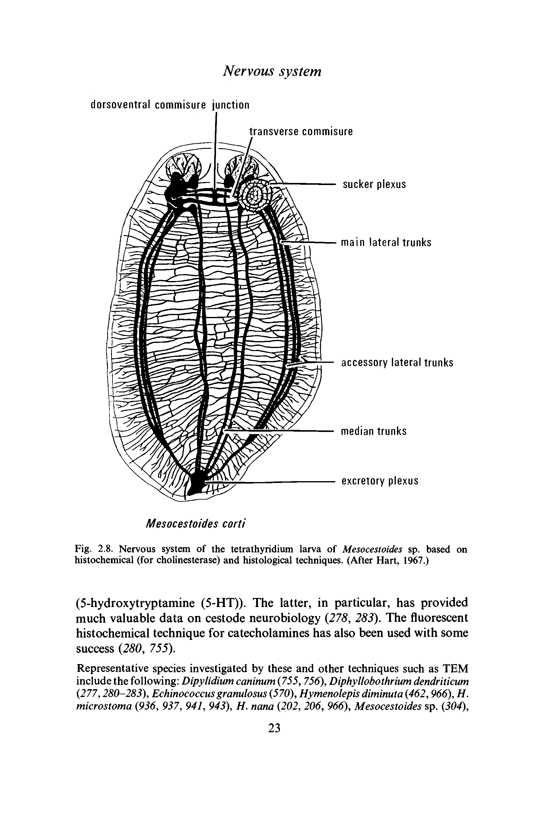 Fig. 2.8. Nervous system of the tetrathyridium larva of Mesocestoides sp. based on histochemical (for cholinesterase) and histological techniques. (After Hart, 1967.)...