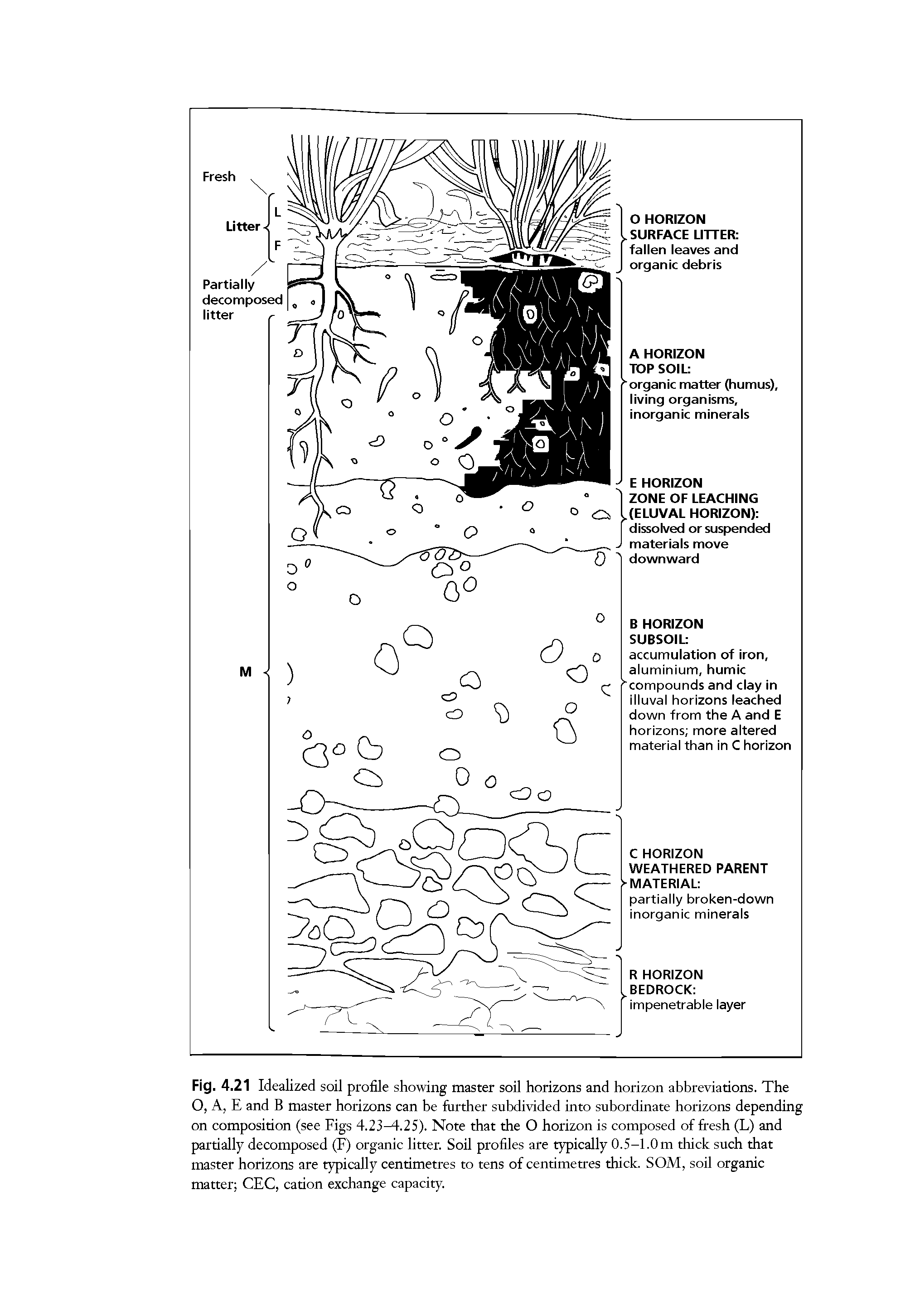 Fig. 4.21 Idealized soil profile showing master soil horizons and horizon abbreviations. The 0, A, E and B master horizons can be further subdivided into subordinate horizons depending on composition (see Figs 4.23M-.25). Note that the O horizon is composed of fresh (L) and partially decomposed (F) organic litter. Soil profiles are typically 0.5-1.0m thick such that master horizons are typically centimetres to tens of centimetres thick. SOM, soil organic matter CEC, cation exchange capacity.