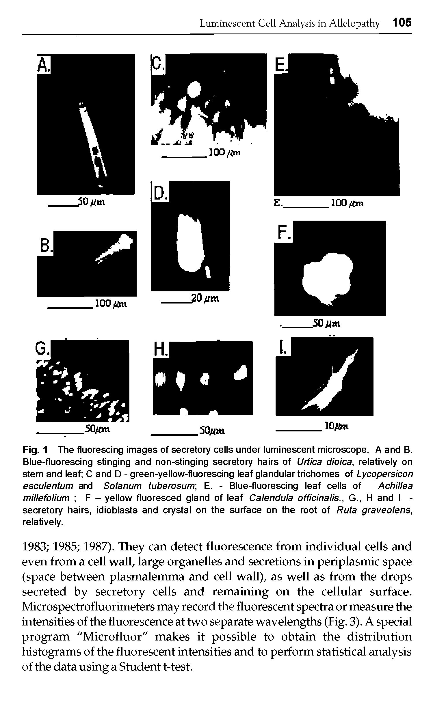 Fig. 1 The fluorescing images of secretory cells under luminescent microscope. A and B. Blue-fluorescing stinging and non-stinging secretory hairs of Urtica dioica, relatively on stem and leaf C and D - green-yellow-fluorescing leaf glandular trichomes of Lycopersicon esculentum and Solanum tuberosum, E. - Blue-fluorescing leaf cells of Achillea millefolium F - yellow fluoresced gland of leaf Calendula officinalis., G., H and I -secretory hairs, idioblasts and crystal on the surface on the root of Ruta graveolens, relatively.