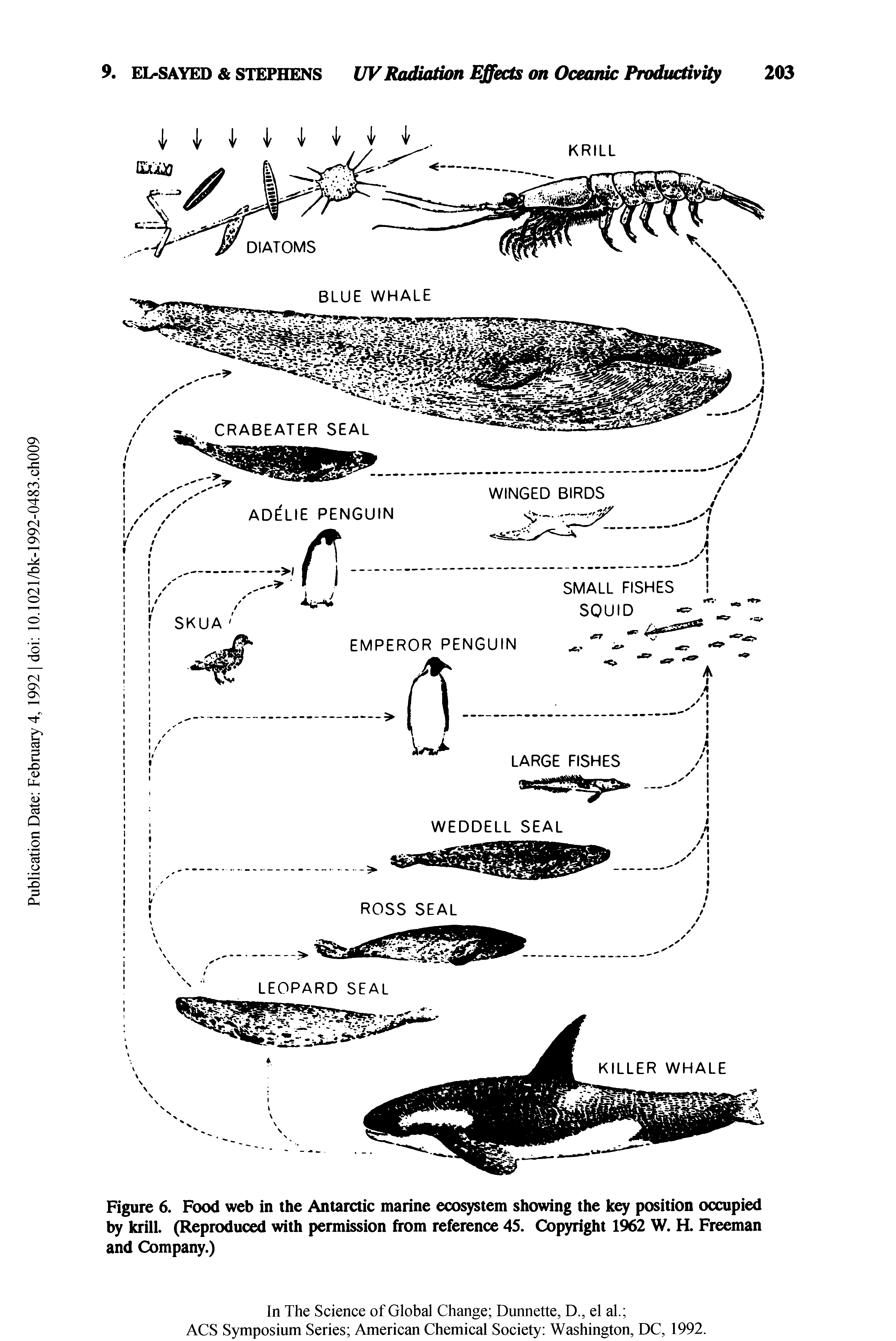 Figure 6. Food web in the Antarctic marine ecosystem showing the key position occupied by krill. (Reproduced with permission from reference 45. Copyright 1962 W. H. Freeman and Company.)...