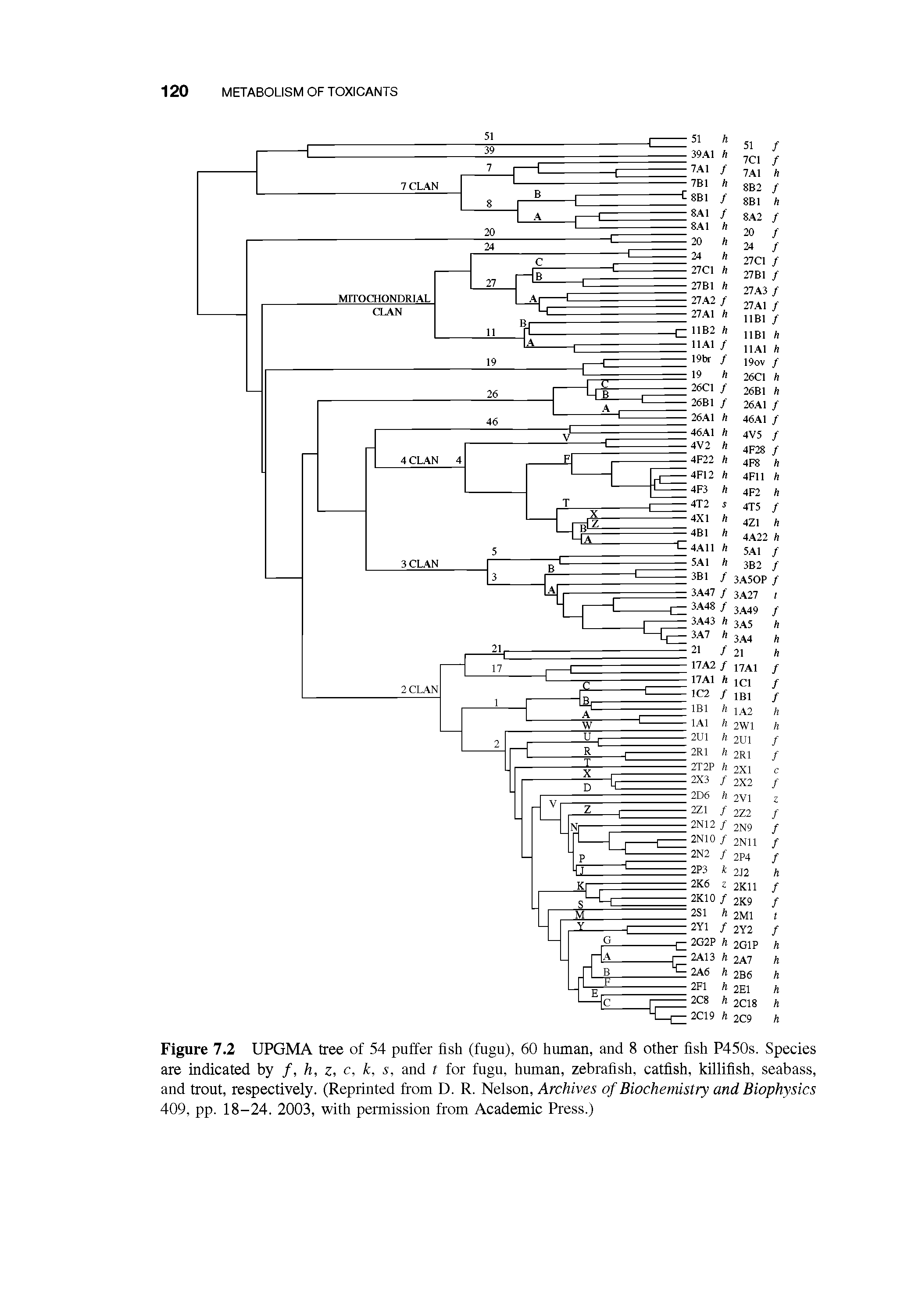 Figure 7.2 UPGMA tree of 54 puffer fish (fugu), 60 human, and 8 other fish P450s. Species are indicated by /, h, z, c, k, s, and t for fugu, human, zebrafish, catfish, killifish, seabass, and trout, respectively. (Reprinted from D. R. Nelson, Archives of Biochemistry and Biophysics 409, pp. 18-24. 2003, with permission from Academic Press.)...
