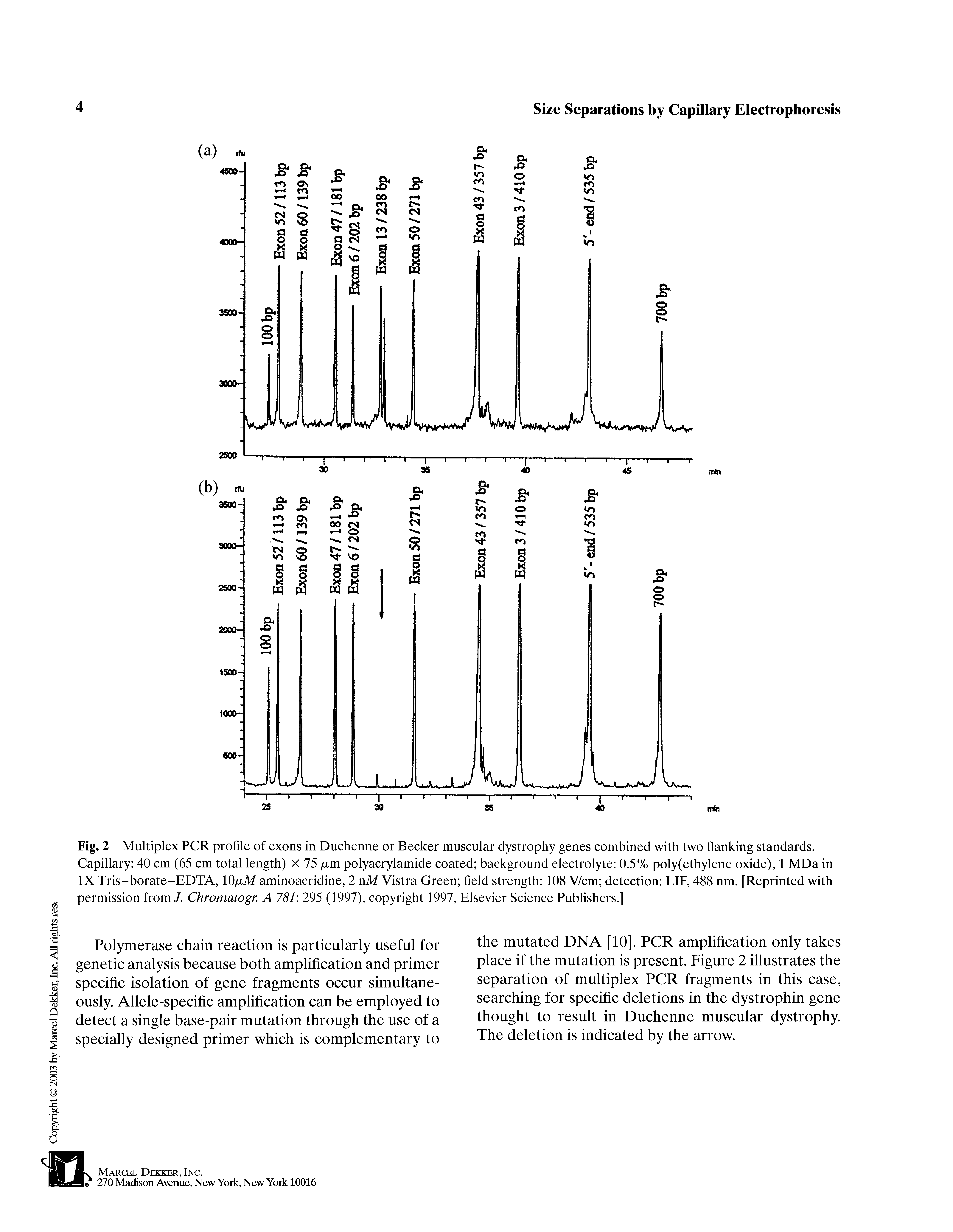 Fig. 2 Multiplex PCR profile of exons in Duchenne or Becker muscular dystrophy genes combined with two flanking standards. Capillary 40 cm (65 cm total length) X 75 tm polyacrylamide coated background electrolyte 0.5% poly(ethylene oxide), 1 MDa in IX Tris-borate-EDTA, lO tM aminoacridine, 2 nM Vistra Green field strength 108 V/cm detection LIF, 488 nm. [Reprinted with permission from/. Chromatogr. A 781 295 (1997), copyright 1997, Elsevier Science Publishers.]...