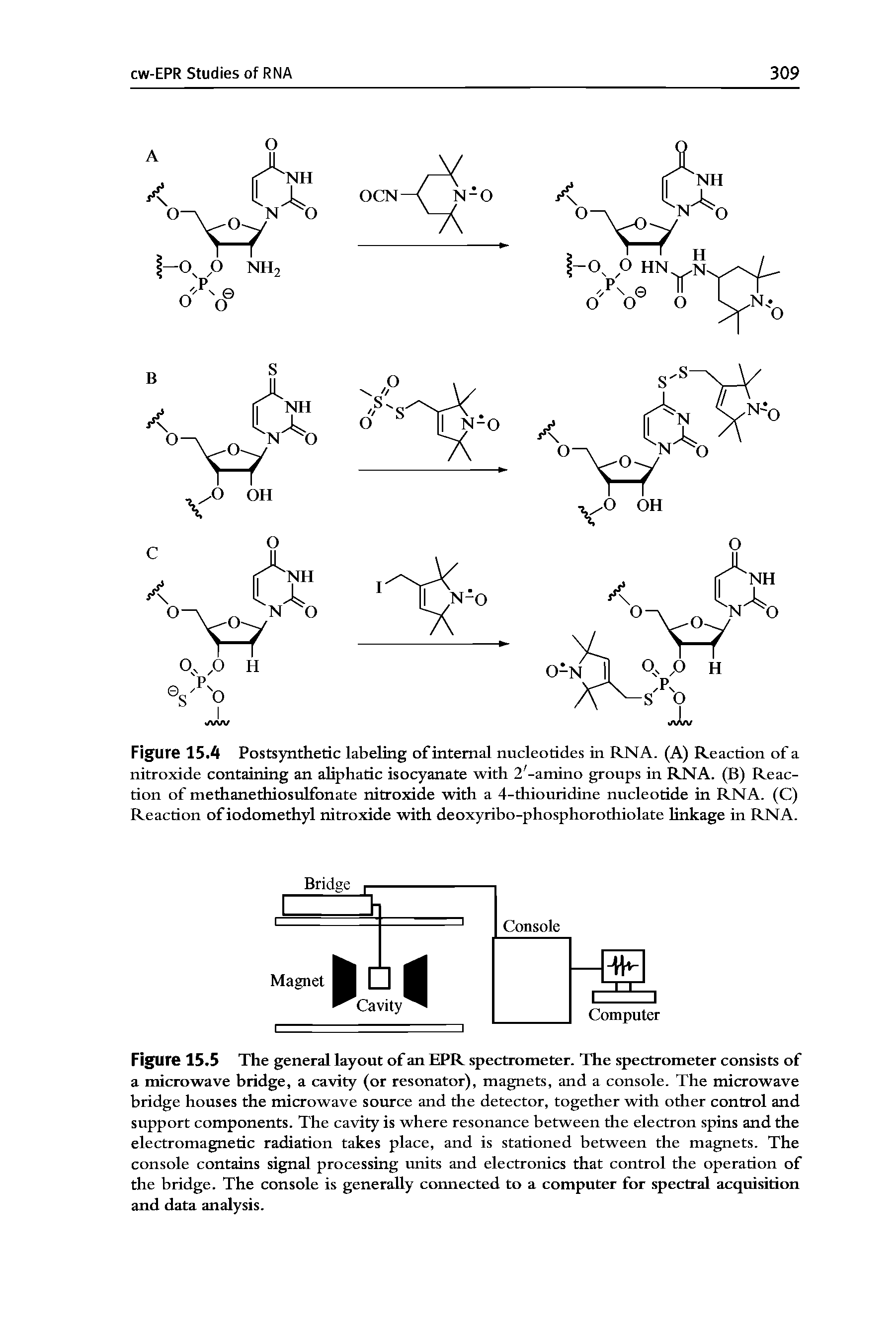 Figure 15.4 Postsynthetic labeling of internal nucleotides in RNA. (A) Reaction of a nitroxide containing an aliphatic isocyanate with 2,-amino groups in RNA. (B) Reaction of methanethiosulfonate nitroxide with a 4-thiouridine nucleotide in RNA. (C) Reaction ofiodomethyl nitroxide with deoxyribo-phosphorothiolate linkage in RNA.