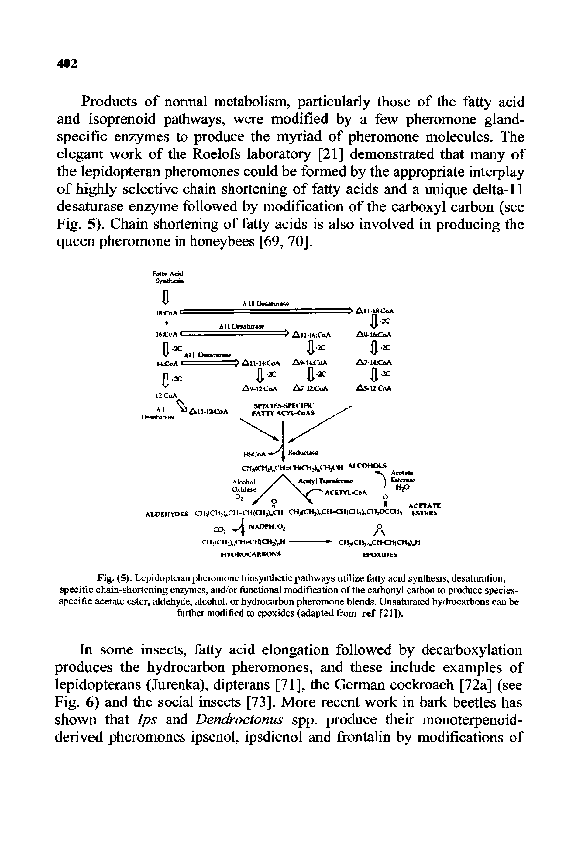 Fig. (5). Lepidopteran pheromone biosynthetic pathways utilize fatty acid synthesis, desatiindiun, specific chain-shortening enzymes, and/or functional modification of tlie carbony l carbon to produce species-apecific acetate ester, aldehyde, alcohol, or hydrocarbon pheromone blends. Unsaturated hydrocarbons can be further modified to epoxides (adapted from ref. [21]).