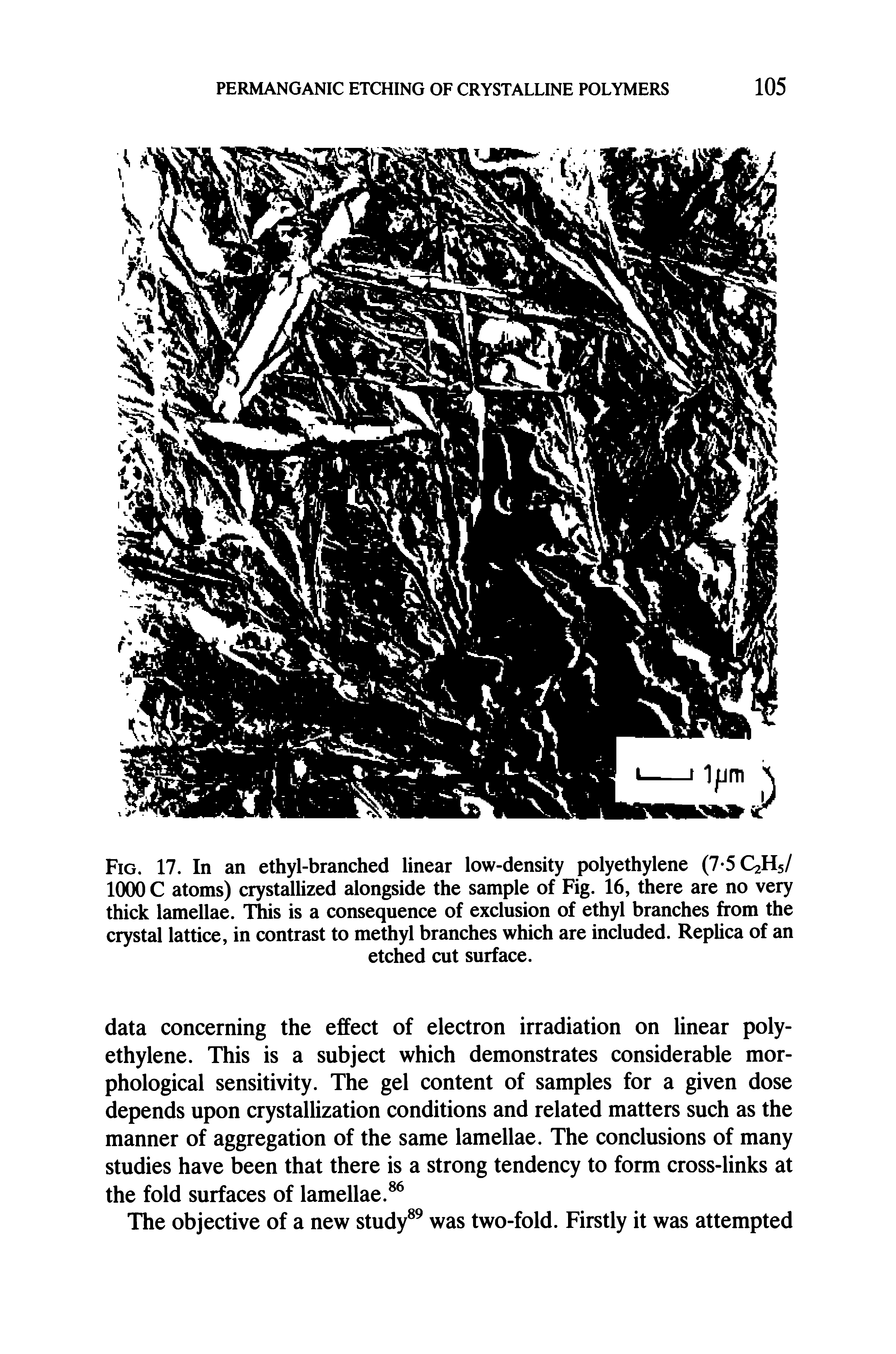 Fig. 17. In an ethyl-branched linear low-density polyethylene (7-5 QHs/ 1000 C atoms) crystallized alongside the sample of Fig. 16, there are no very thick lamellae. This is a consequence of exclusion of ethyl branches from the crystal lattice, in contrast to methyl branches which are included. Replica of an...