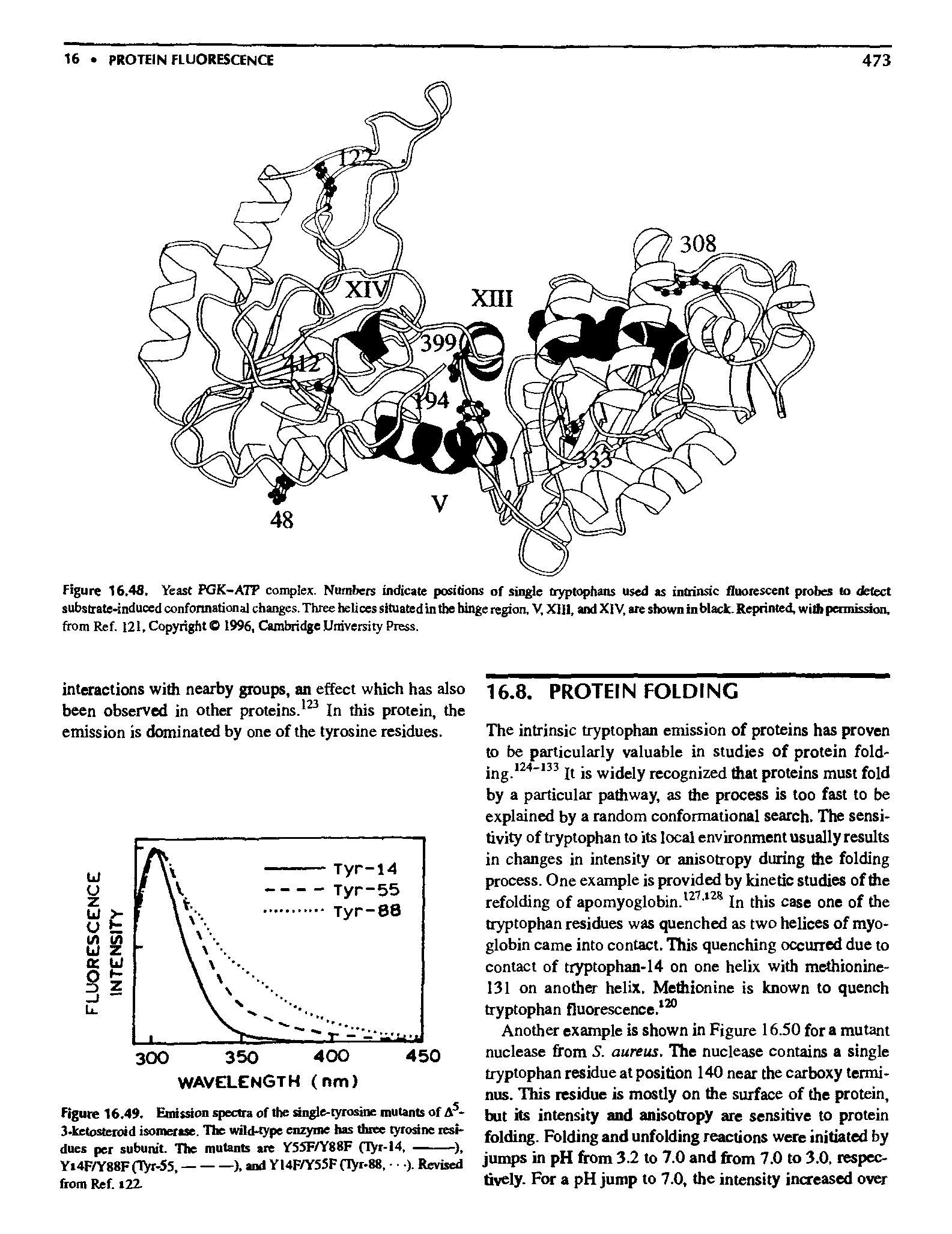Figure 16.46, Yeast PGK-ATF complex. Numbers indicate positions of sing tiyplt lians used as intrinsic fluoiescent pfobes lo delect substrate-induced conformational changes. Three helices situated In the hinge region, V. X]]l, and Xi V, are riiowninblaclc. Reprinted, wiApennissioii. ftom Ref. 121, Copyright O 1996, Cambridge University Press.