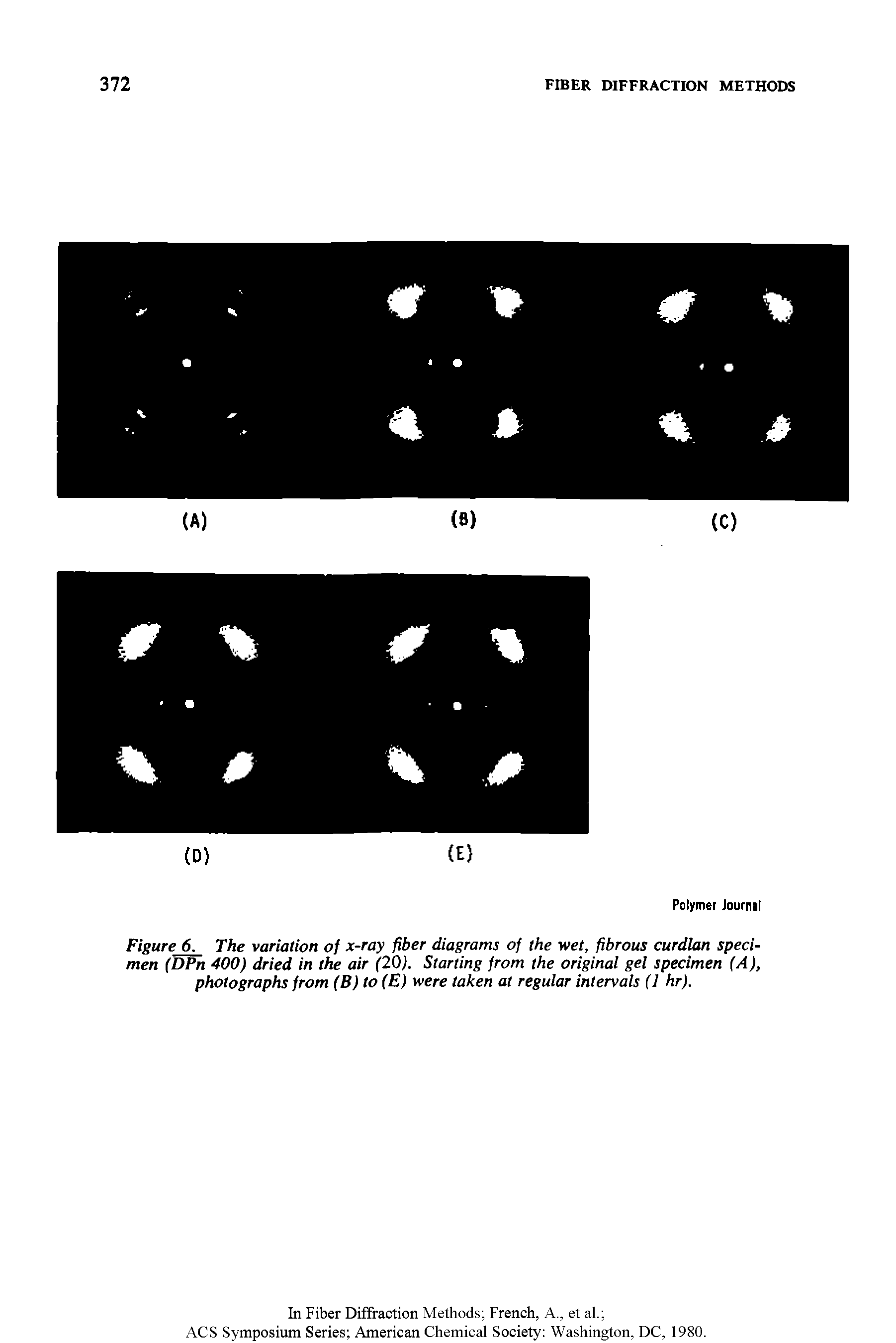 Figure 6. The variation of x-ray fiber diagrams of the wet, fibrous curdlan specimen (DPn 400) dried in the air (20). Starting from the original gel specimen (A), photographs from (B) to (E) were taken at regular intervals (1 hr).