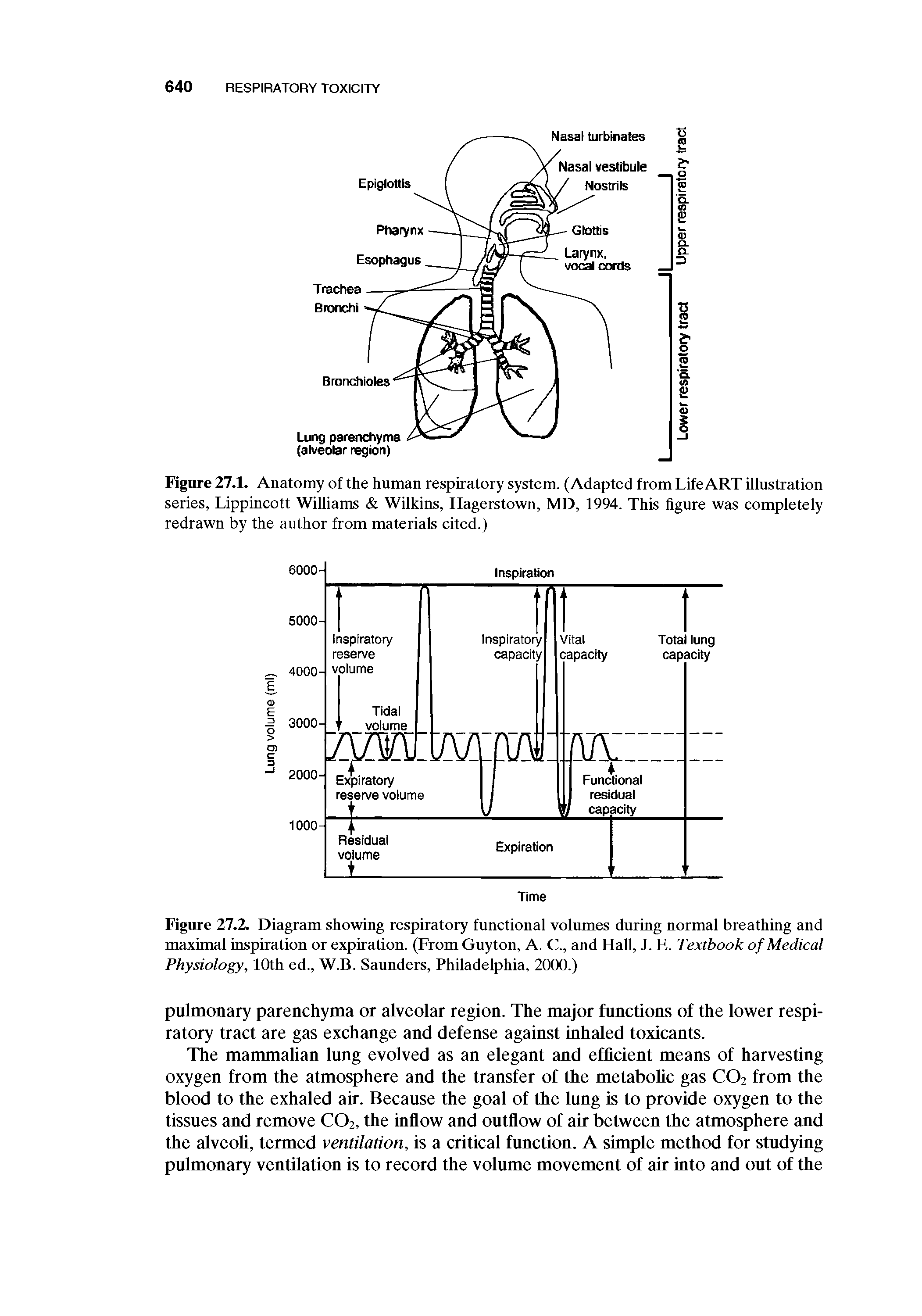 Figure 27.2. Diagram showing respiratory functional volumes during normal breathing and maximal inspiration or expiration. (From Guyton, A. C., and Hall, J. E. Textbook of Medical Physiology, 10th ed., W.B. Saunders, Philadelphia, 2000.)...