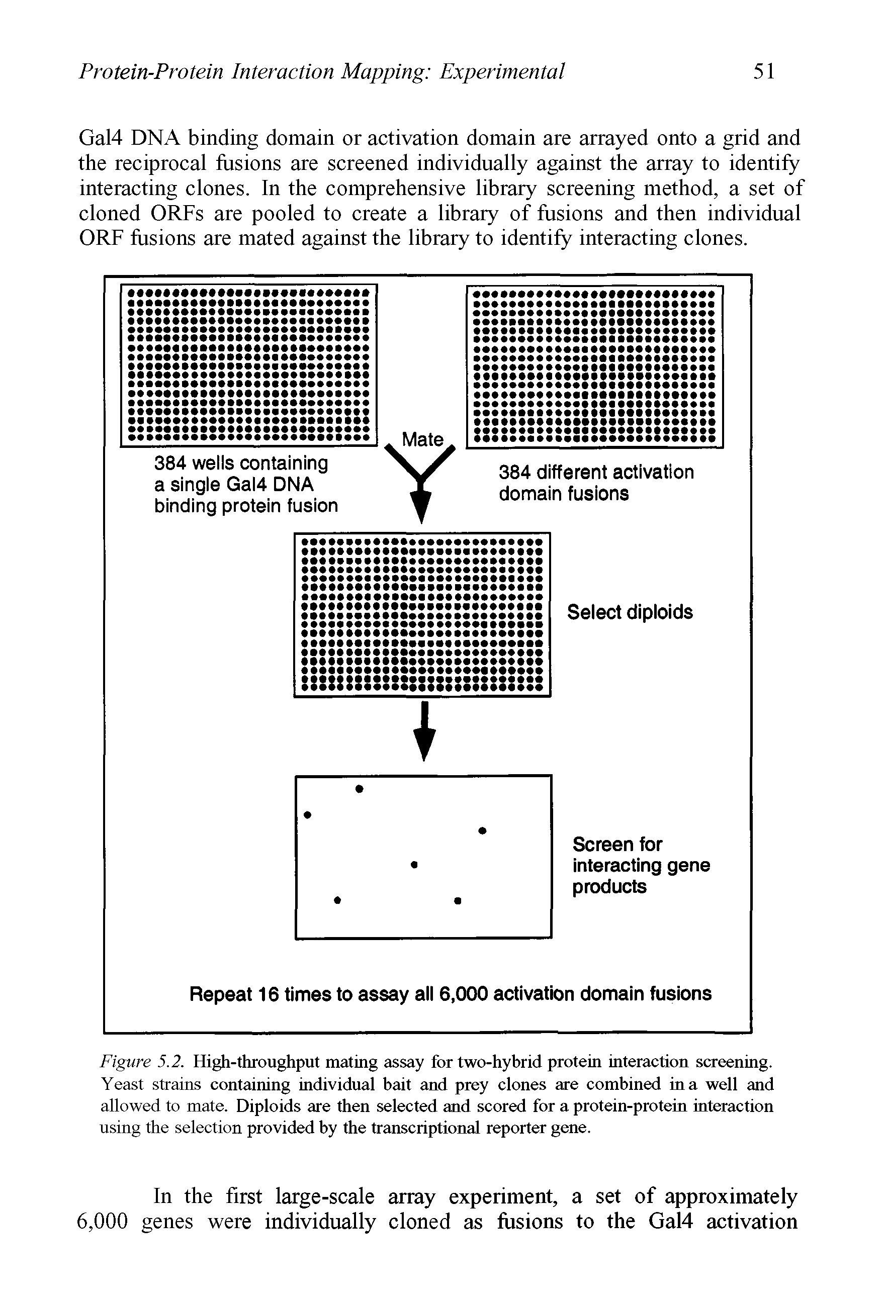 Figure 5.2. High-throughput mating assay for two-hybrid protein interaction screening. Yeast strains containing individual bait and prey clones are combined in a well and allowed to mate. Diploids are then selected and scored for a protein-protein interaction using the selection provided by the transcriptional reporter gene.