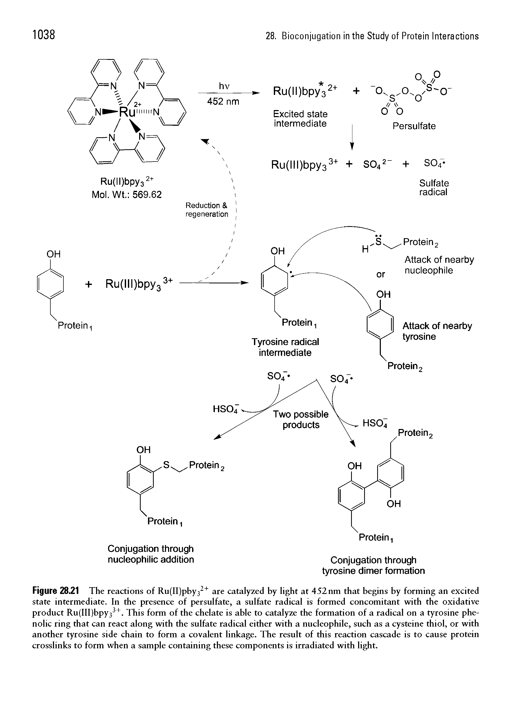 Figure 28.21 The reactions of R u (11) pby 3 + are catalyzed by light at 452 nm that begins by forming an excited state intermediate. In the presence of persulfate, a sulfate radical is formed concomitant with the oxidative product Ru(III)bpy33+. This form of the chelate is able to catalyze the formation of a radical on a tyrosine phenolic ring that can react along with the sulfate radical either with a nucleophile, such as a cysteine thiol, or with another tyrosine side chain to form a covalent linkage. The result of this reaction cascade is to cause protein crosslinks to form when a sample containing these components is irradiated with light.
