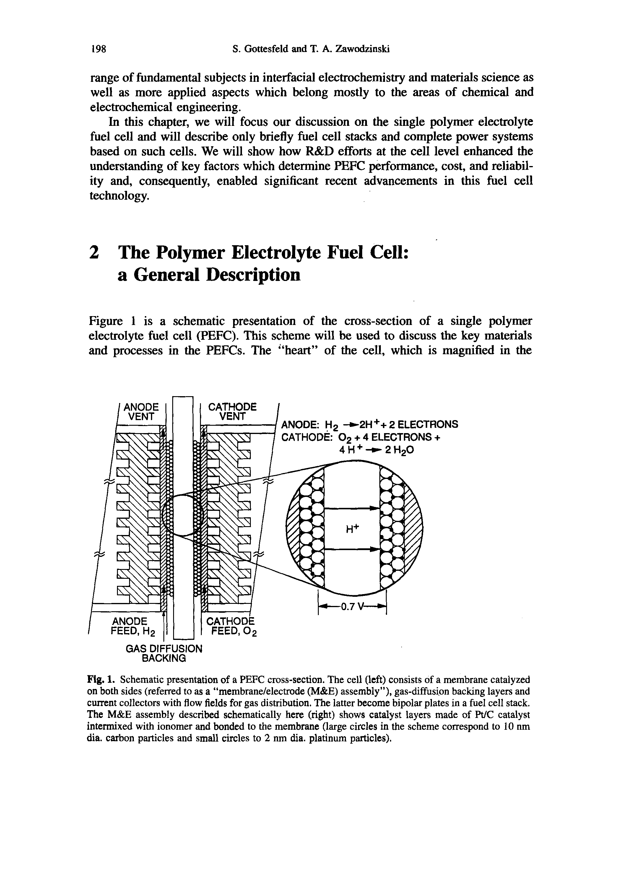 Fig. 1. Schematic presentation of a PEFC cross-section. The cell (left) consists of a membrane catalyzed on both sides (referred to as a membrane/electrode (M E) assembly ), gas-diffusion backing layers and current collectors with flow fields for gas distribution. The latter become bipolar plates in a fuel cell stack. The M E assembly described schematically here (right) shows catalyst layers made of Pt/C catalyst intermixed with ionomer and bonded to the membrane (large circles in the scheme correspond to 10 nm dia. carbon particles and small circles to 2 nm dia. platinum particles).