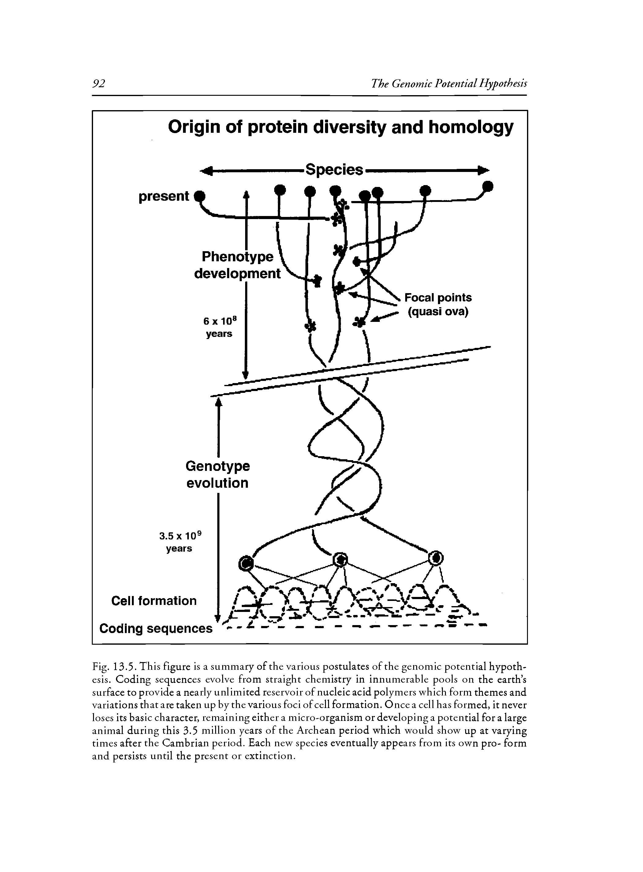 Fig. 13.5. This figure is a summary of the various postulates of the genomic potential hypothesis. Coding sequences evolve from straight chemistry in innumerable pools on the earth s surface to provide a nearly unlimited reservoir of nucleic acid polymers which form themes and variations that are taken up by the various foci of cell formation. Once a cell has formed, it never loses its basic character, remaining either a micro-organism or developing a potential for a large animal during this 3.5 million years of the Archean period which would show up at varying times after the Cambrian period. Each new species eventually appears from its own pro- form and persists until the present or extinction.