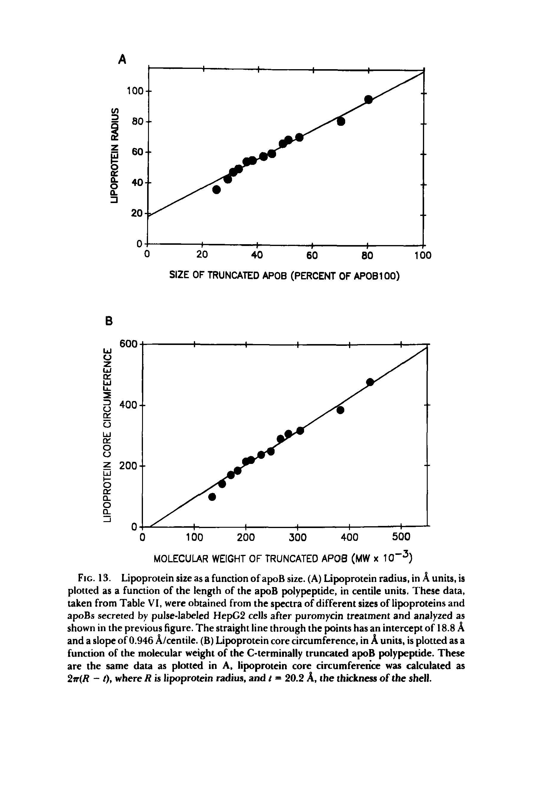 Fig. 13. Lipoprotein size as a function of apoB size. (A) Lipoprotein radius, in A units, is plotted as a function of the length of the apoB polypeptide, in centile units. These data, taken from Table VI, were obtained from the spectra of different sizes of lipoproteins and apoBs secreted by pulse-labeled HepG2 cells after puromycin treatment and analyzed as shown in the previous figure. The straight line through the points has an intercept of 18.8 A and a slope of 0.946 A/centile. (B) Lipoprotein core circumference, in A units, is plotted as a function of the molecular weight of the C-terminally truncated apoB polypeptide. These are the same data as plotted in A, lipoprotein core circumference was calculated as 2tr(A - /), where R is lipoprotein radius, and I = 20.2 A, the thickness of the shell.