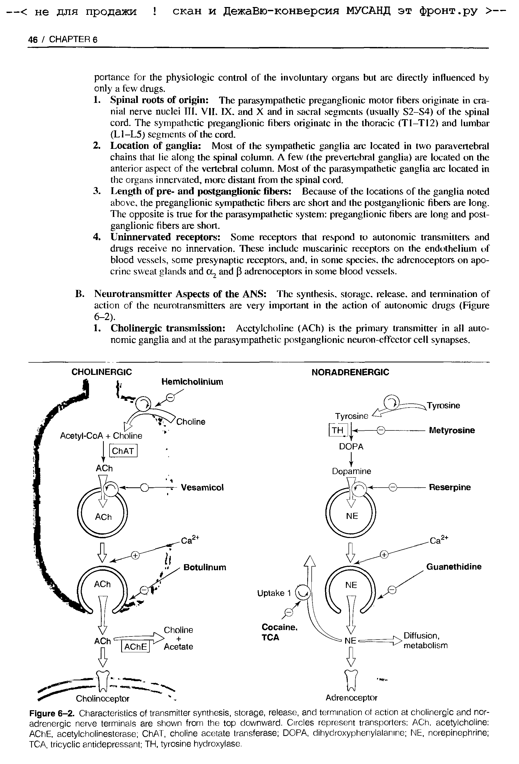 Figure 6-2. Characteristics of transmitter synthesis, storage, release, and termination of action at cholinergic and noradrenergic nerve terminals are shown from the top downward. Circles represent transporters ACh. acetylcholine AChE. acetylcholinesterase ChAT, choline acetate transferase DOPA, dihydroxyphenylalanine NE, norepinephrine TCA, tricyclic antidepressant TH, tyrosine hydroxylase.