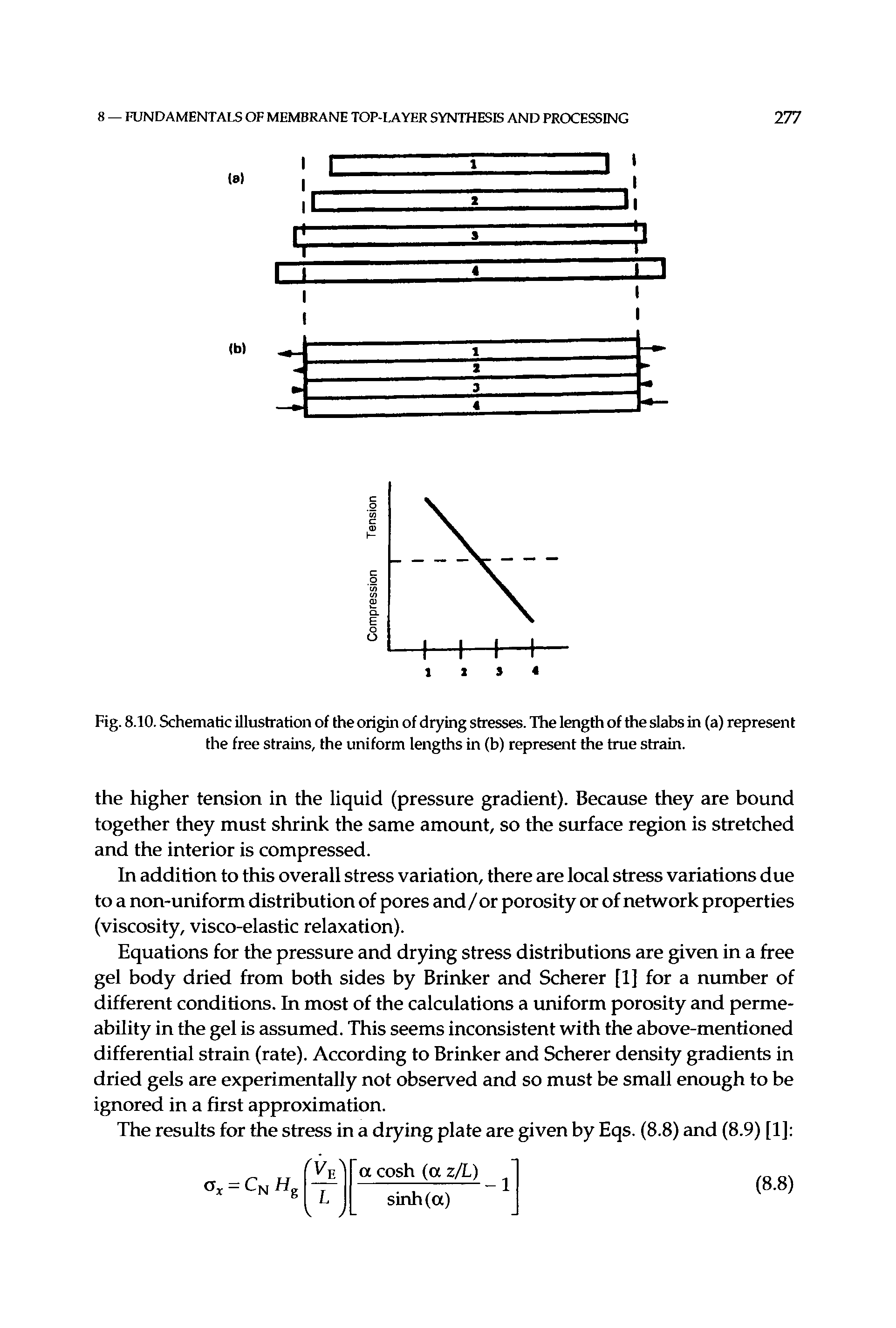 Fig. 8.10. Schematic illustration of the origin of drying stresses. The length of the slabs in (a) represent the free strains, the uniform lengths in (b) represent the true strain.