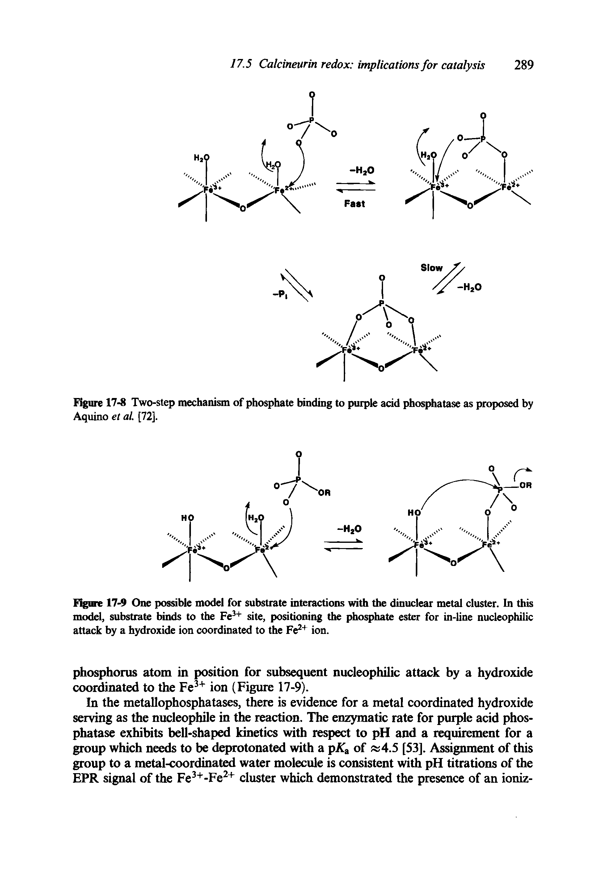Figure 17-9 One possible model for substrate interactions with the dinuclear metal cluster. In this model, substrate binds to the Fe site, positioning the phosphate ester for in-line nucleophilic attack by a hydroxide ion coordinated to the Fe + ion.