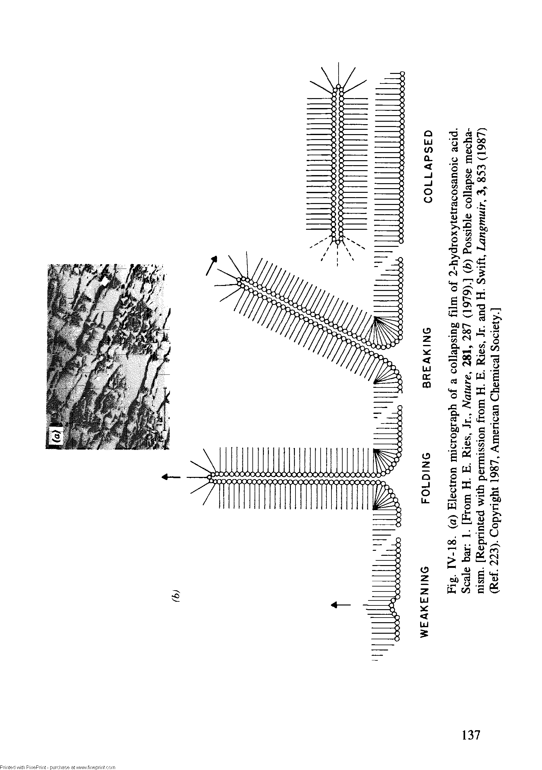 Fig. IV-18. (a) Electron micrograph of a collapsing film of 2-hydroxytetracosanoic acid. Scale bar 1. [From H. E. Ries, Jr., Nature, 281, 287 (1979).] (b) Possible collapse mechanism. [Reprinted with permission from H. E. Ries, Jr. and H. Swift, Langmuir, 3, 853 (1987) (Ref. 223). Copyright 1987, American Chemical Society.]...