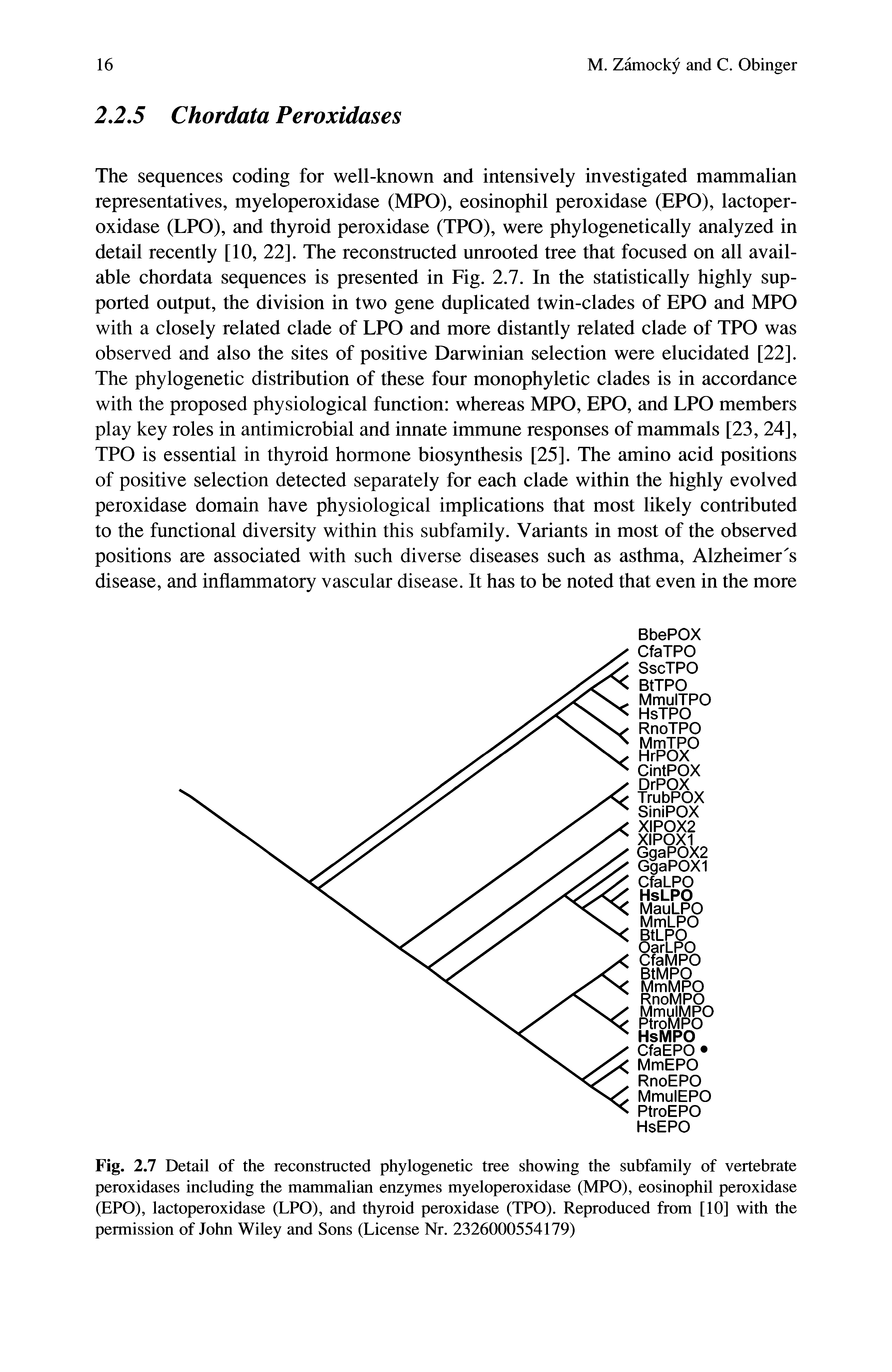 Fig. 2.7 Detail of the reconstructed phylogenetic tree showing the subfamily of vertebrate peroxidases including the mammalian enzymes myeloperoxidase (MPO), eosinophil peroxidase (EPO), lactoperoxidase (LPO), and thyroid peroxidase (TPO). Reproduced from [10] with the permission of John Wiley and Sons (License Nr. 2326000554179)...