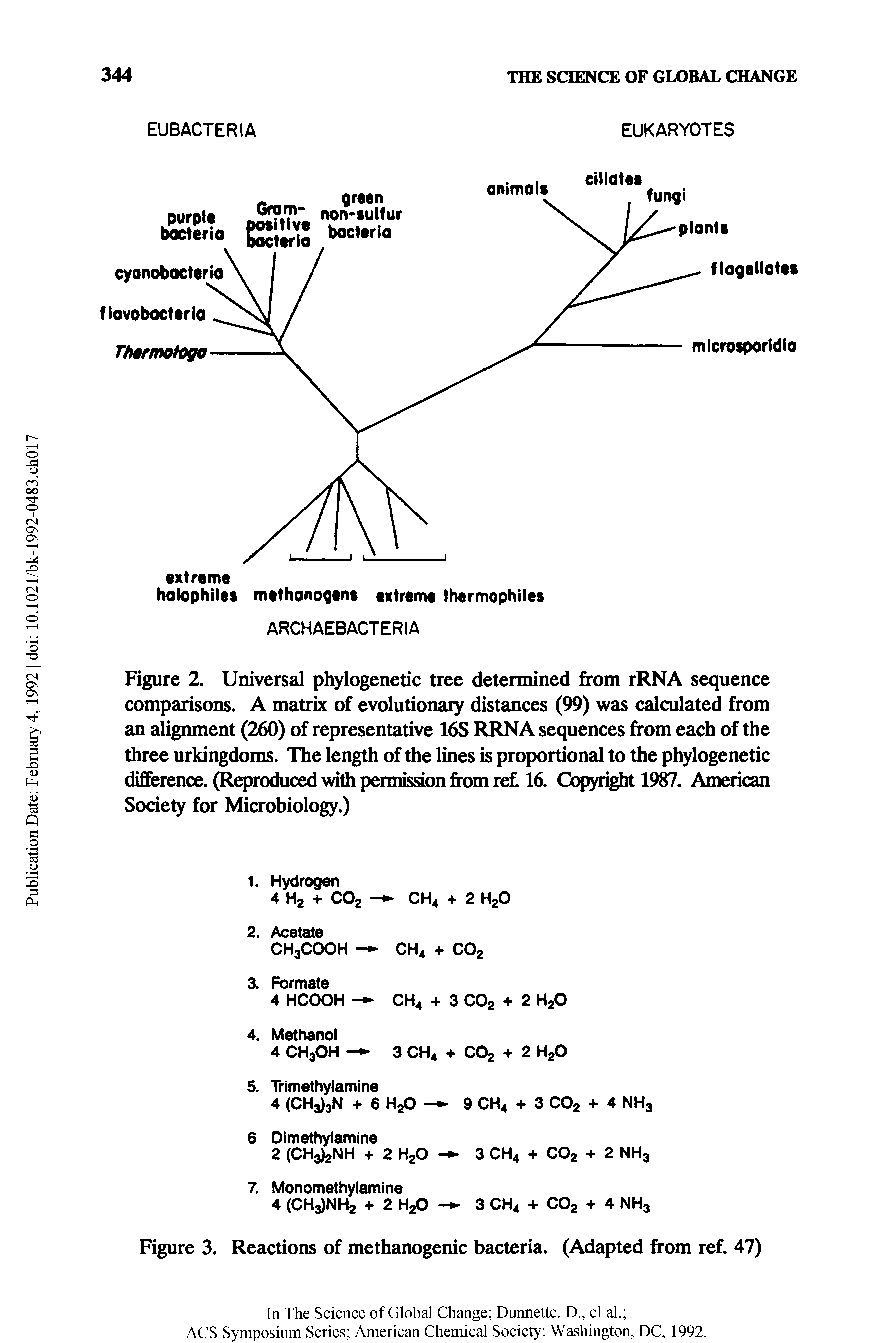 Figure 2. Universal phylogenetic tree determined from rRNA sequence comparisons. A matrix of evolutionary distances (99) was calculated from an alignment (260) of representative 16S RRNA sequences from each of the three urkingdoms. The length of the lines is proportional to the phylogenetic difference. (Reproduced with permission from ret 16. Copyright 19. American Society for Microbiology.)...
