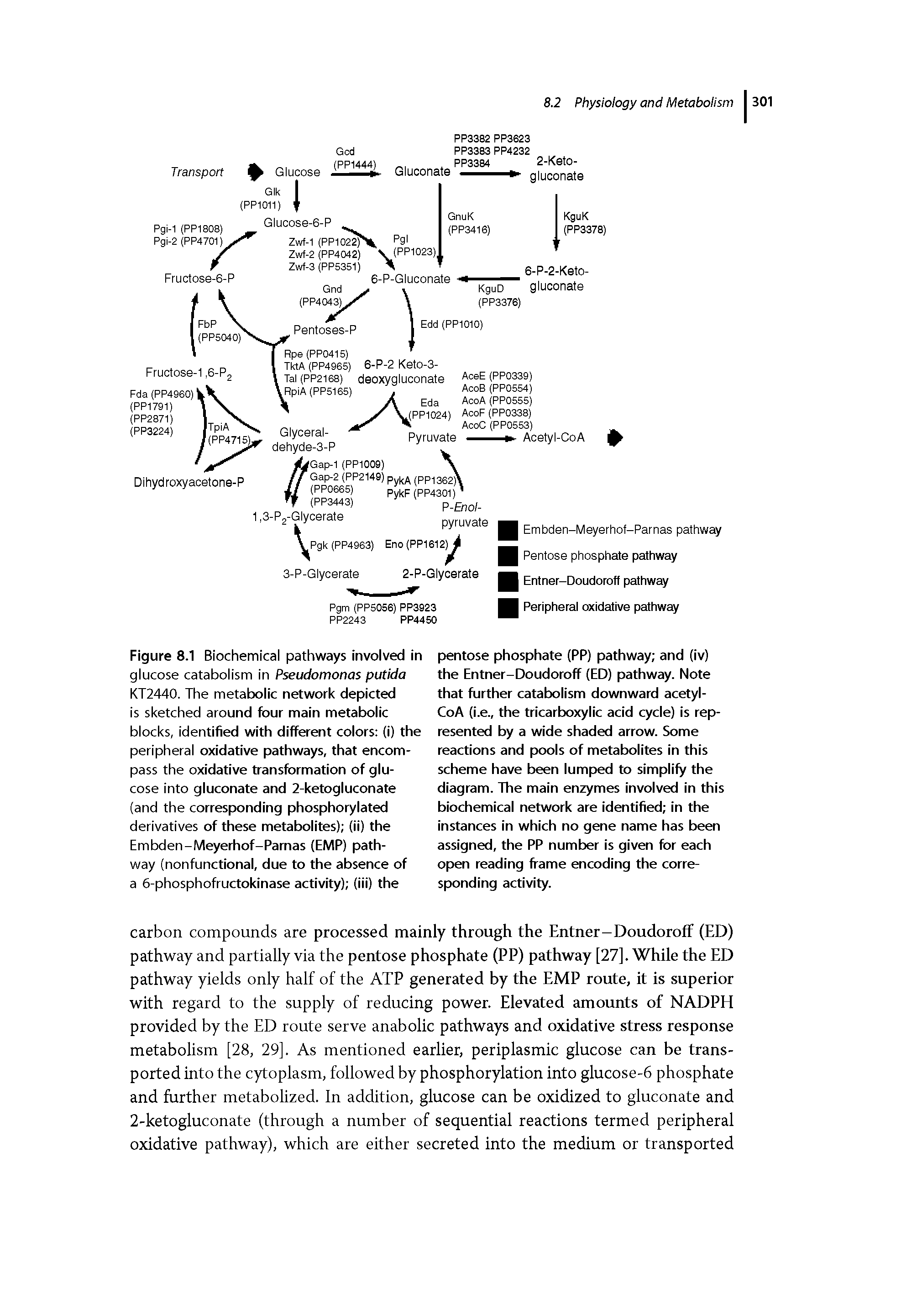 Figure 8.1 Biochemical pathways involved in glucose catabolism in Pseudomonas putida KT2440. The metabolic network depicted is sketched around four main metabolic blocks, identified with different colors (i) the peripheral oxidative pathways, that encompass the oxidative transformation of glucose into gluconate and 2-ketogluconate (and the corresponding phosphorylated derivatives of these metabolites) (ii) the Embden-Meyerhof-Pamas (EMP) pathway (nonfunctional, due to the absence of a 6-phosphofructokinase activity) (iii) the...