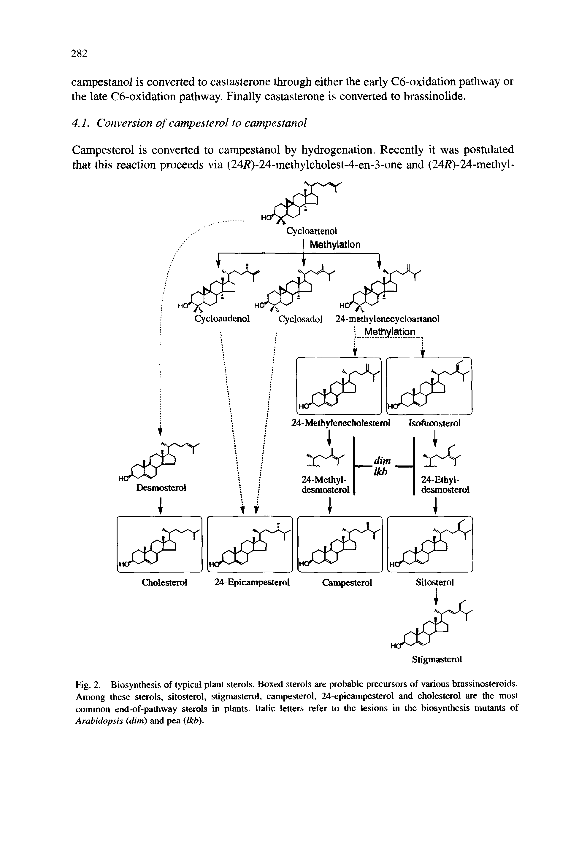 Fig. 2. Biosynthesis of typical plant sterols. Boxed sterols are probable precursors of various brassinosteroids. Among these sterols, sitosterol, stigmasterol, campesterol, 24-epicampesterol and cholesterol are the most common end-of-pathway sterols in plants. Italic letters refer to the lesions in the biosynthesis mutants of Arabidopsis (dim) and pea (Ikb).
