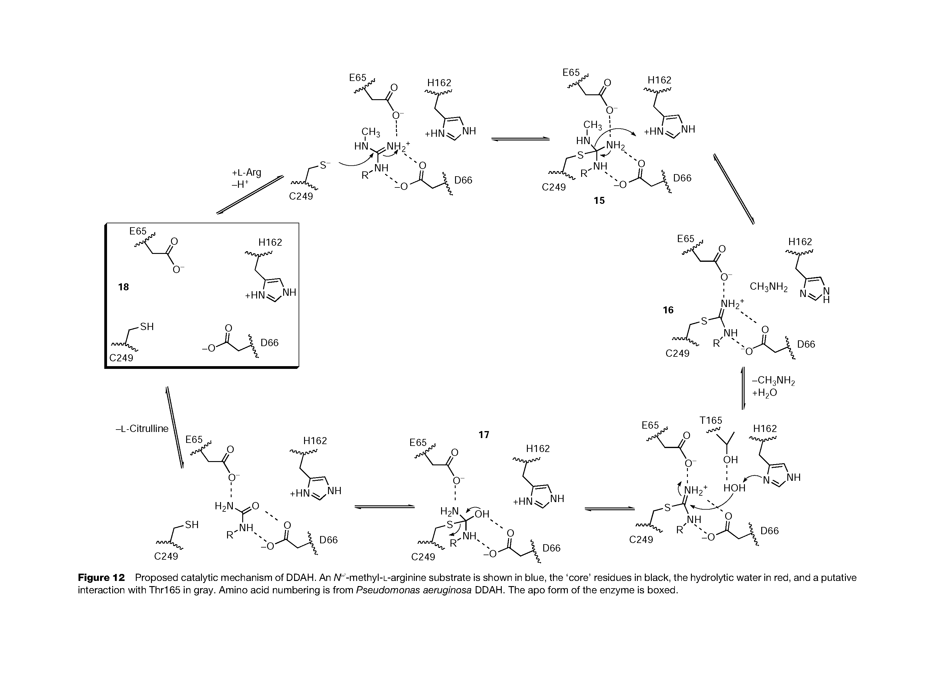 Figure 12 Proposed catalytic mechanism of DDAH. An W -methyl-L-arginine substrate is shown in blue, the core residues in black, the hydrolytic water in red, and a putative interaction with Thr165 in gray. Amino acid numbering is from Pseudomonas aeruginosa DDAH. The apo form of the enzyme is boxed.