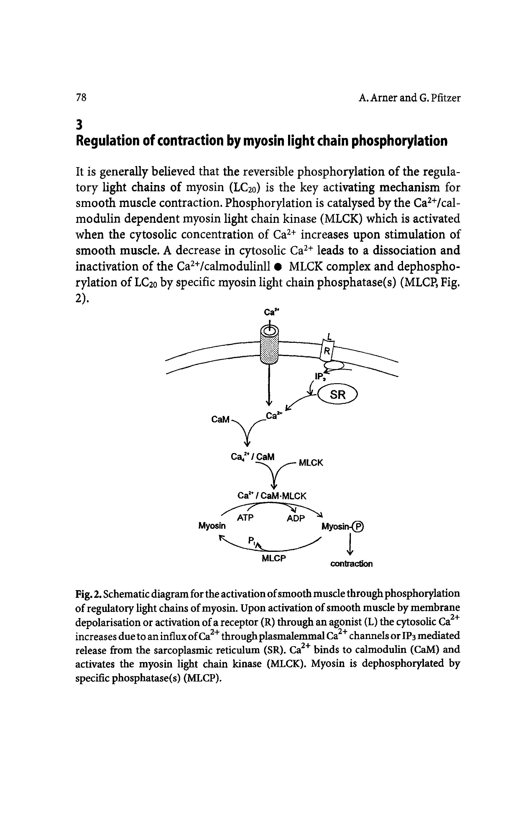Fig. 2. Schematic diagram for the activation of smooth muscle through phosphorylation of regulatory light chains of myosin. Upon activation of smooth muscle by membrane depolarisation or activation of a receptor (R) through an agonist (L) the cytosolic Ca " increases due to an influx of Ca through plasmalemmal Ca channels or IP3 mediated release from the sarcoplasmic reticulum (SR). Ca binds to calmodulin (CaM) and activates the myosin light chain kinase (MLCK). Myosin is dephosphorylated by specific phosphatase(s) (MLCP).