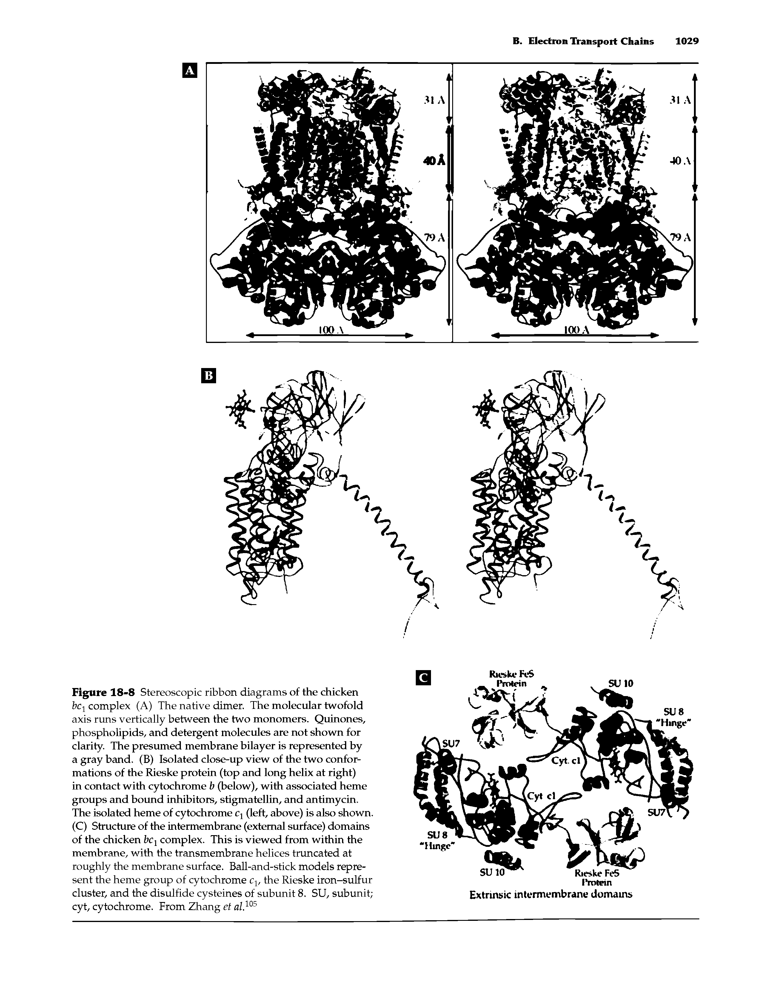 Figure 18-8 Stereoscopic ribbon diagrams of the chicken bc1 complex (A) The native dimer. The molecular twofold axis runs vertically between the two monomers. Quinones, phospholipids, and detergent molecules are not shown for clarity. The presumed membrane bilayer is represented by a gray band. (B) Isolated close-up view of the two conformations of the Rieske protein (top and long helix at right) in contact with cytochrome b (below), with associated heme groups and bound inhibitors, stigmatellin, and antimycin. The isolated heme of cytochrome c, (left, above) is also shown. (C) Structure of the intermembrane (external surface) domains of the chicken bcx complex. This is viewed from within the membrane, with the transmembrane helices truncated at roughly the membrane surface. Ball-and-stick models represent the heme group of cytochrome cy the Rieske iron-sulfur cluster, and the disulfide cysteines of subunit 8. SU, subunit cyt, cytochrome. From Zhang et al.105...