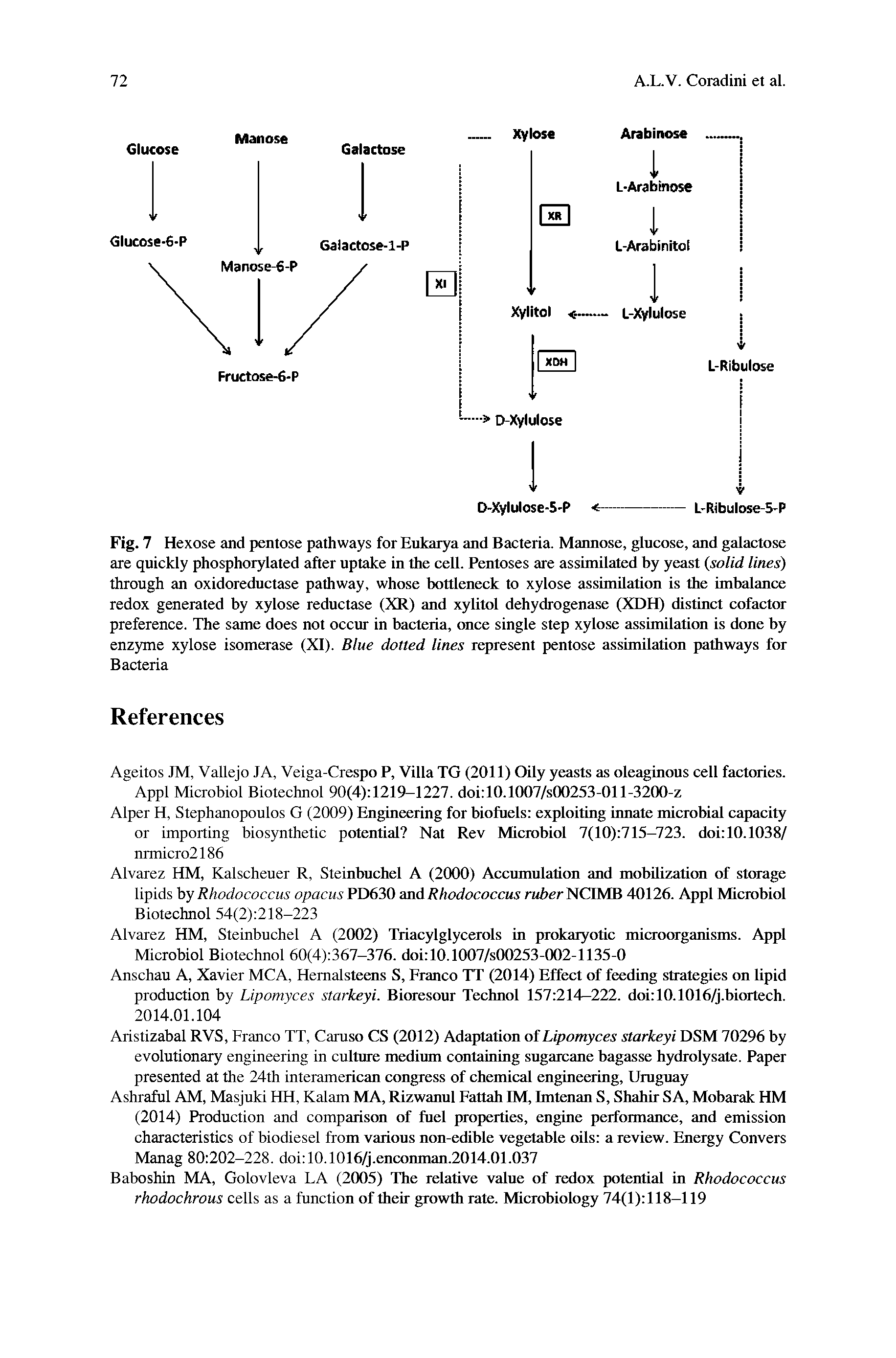 Fig. 7 Hexose and pentose pathways for Eukarya and Bacteria. Mannose, glucose, and galactose are quickly phosphorylated after uptake in the cell. Pentoses are assimilated by yeast (solid lines) through an oxidoreductase pathway, whose bottleneck to xylose assimilation is the imbalance redox generated by xylose reductase (XR) and xylitol dehydrogenase (XDH) distinct cofactor preference. The same does not occur in bacteria, once single step xylose assimilation is done by enzyme xylose isomerase (XI). Blue dotted lines represent pentose assimilation pathways for Bacteria...