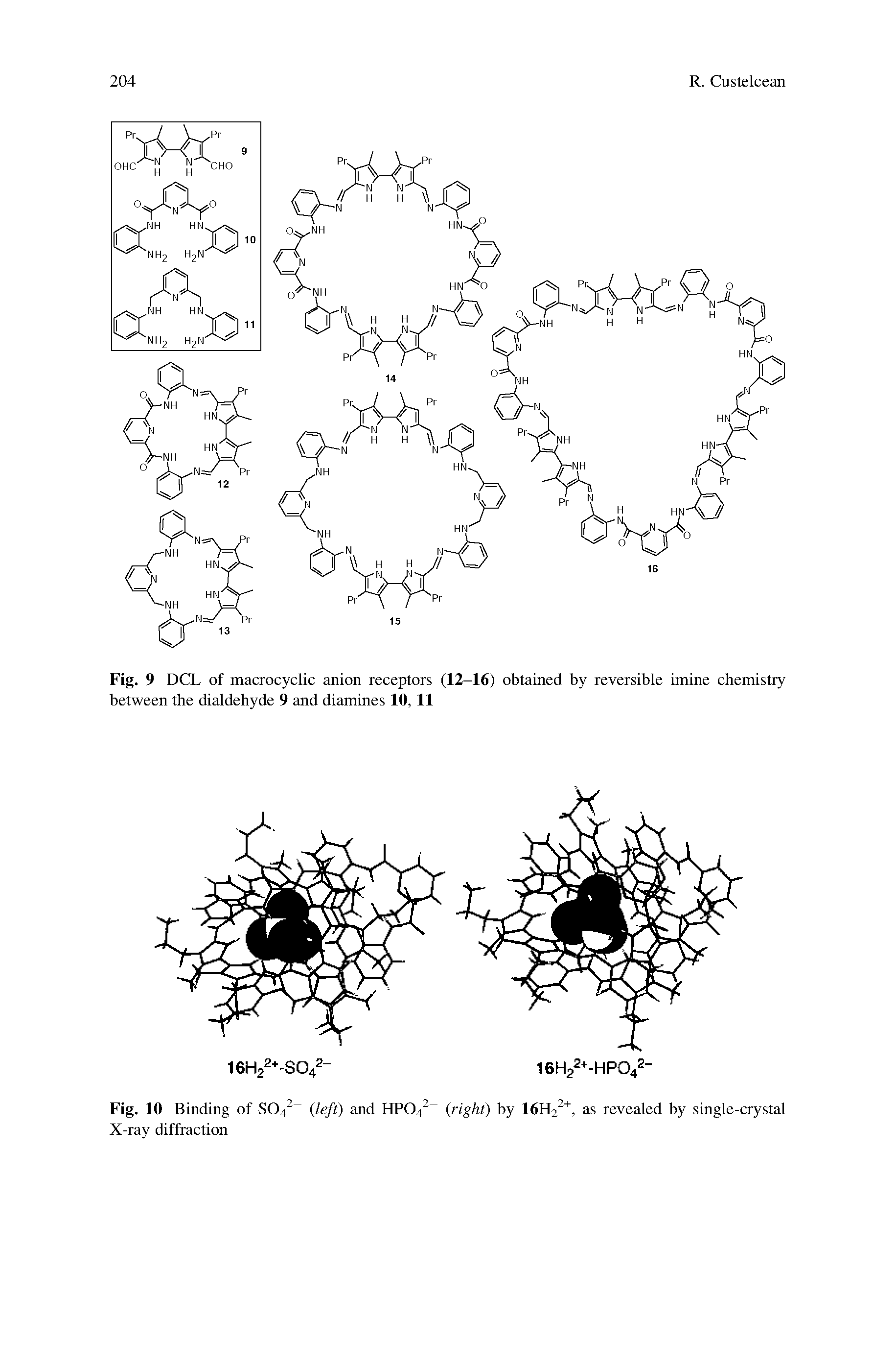 Fig. 9 DCL of macrocyclic anion receptors (12-16) obtained by reversible imine chemistry between the dialdehyde 9 and diamines 10, 11...