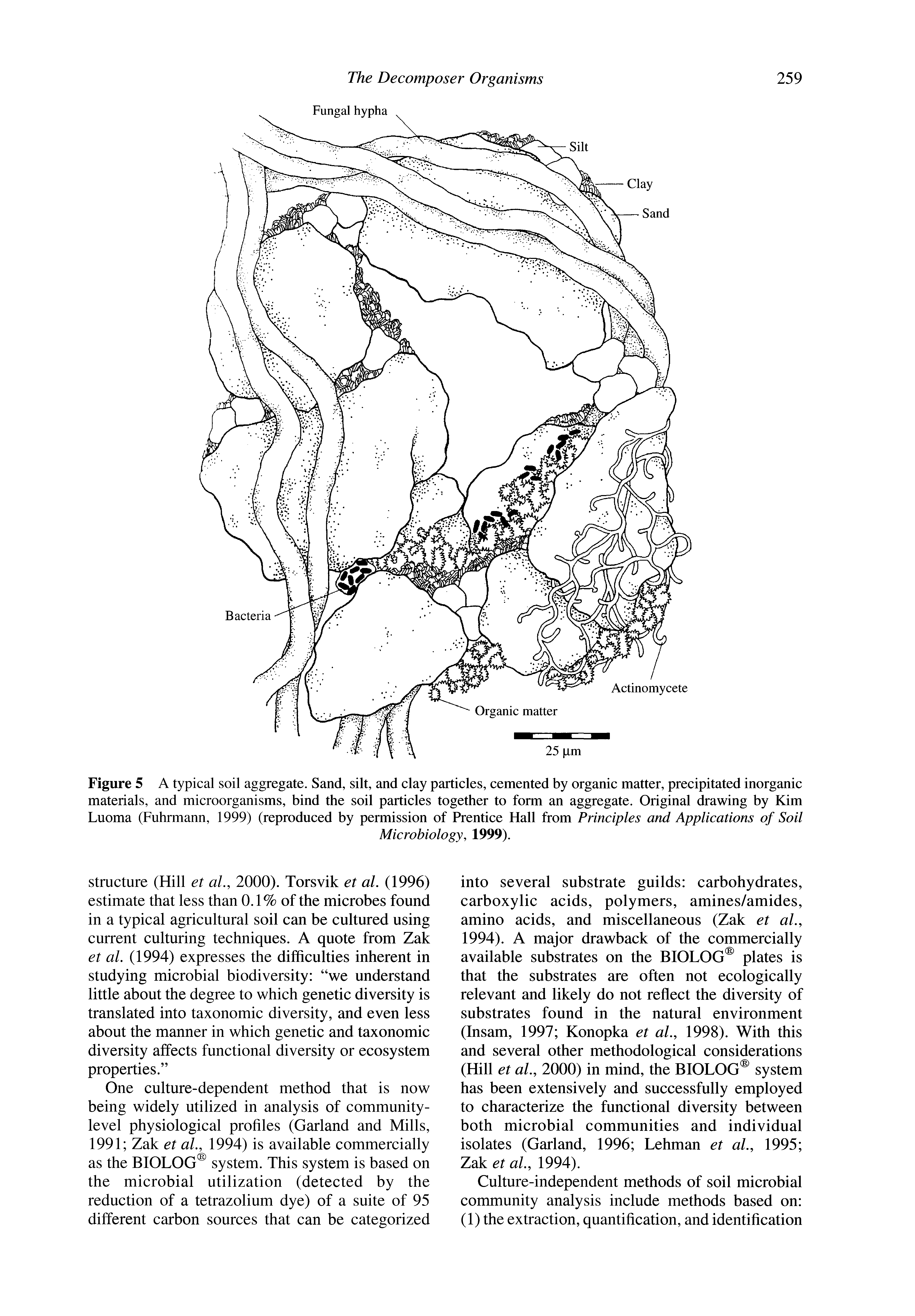 Figure 5 A typical soil aggregate. Sand, silt, and clay particles, cemented by organic matter, precipitated inorganic materials, and microorganisms, bind the soil particles together to form an aggregate. Original drawing by Kim Luoma (Fuhrmann, 1999) (reproduced by permission of Prentice Hall from Principles and Applications of Soil...