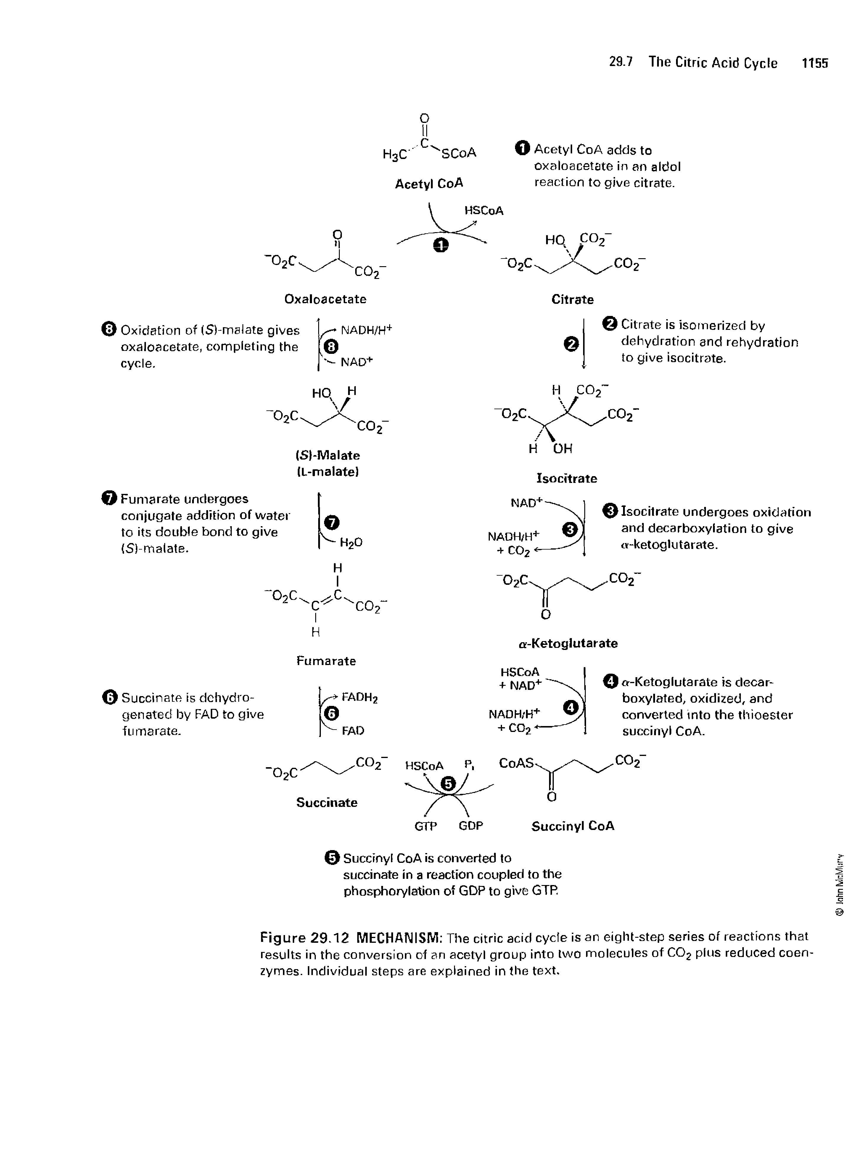 Figure 29.12 MECHANISM The citric acid cycle is an eight-step series of reactions that results in the conversion of an acetyl group into two molecules of C02 plus reduced coenzymes. Individual steps are explained in the text.