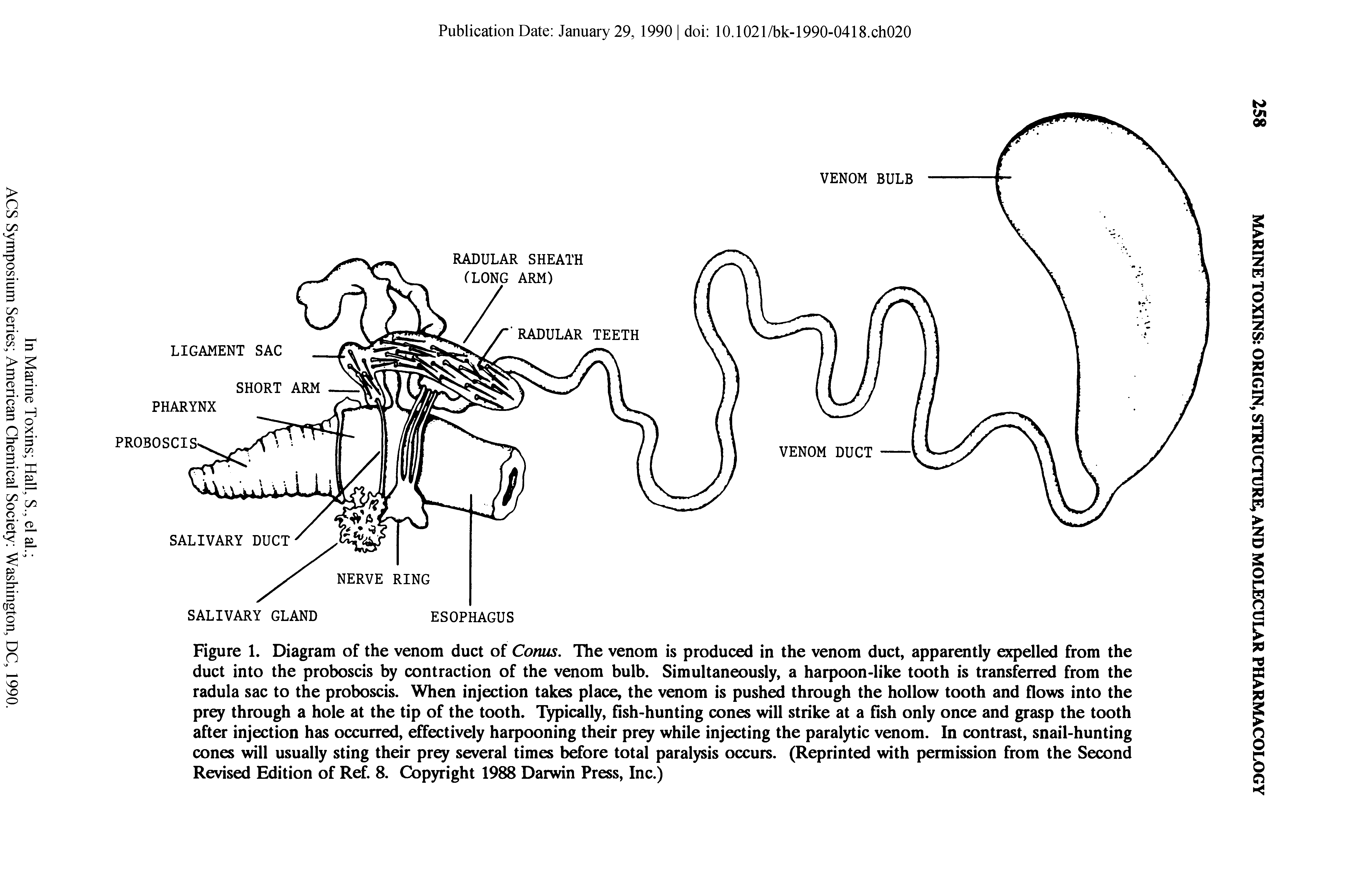 Figure 1. Diagram of the venom duct of Conus. The venom is produced in the venom duct, apparently expelled from the duct into the proboscis by contraction of the venom bulb. Simultaneously, a harpoon-like tooth is transferred from the radula sac to the proboscis. When injection takes place, the venom is pushed through the hollow tooth and flows into the prey through a hole at the tip of the tooth. Typically, fish-hunting cones will strike at a fish only once and grasp the tooth after injection has occurred, effectively harpooning their prey while injecting the paralytic venom. In contrast, snail-hunting cones will usually sting their prey several times before total paralysis occurs. (Reprinted with permission from the Second Revised Edition of Ref. 8. Copyright 1988 Darwin Press, Inc.)...