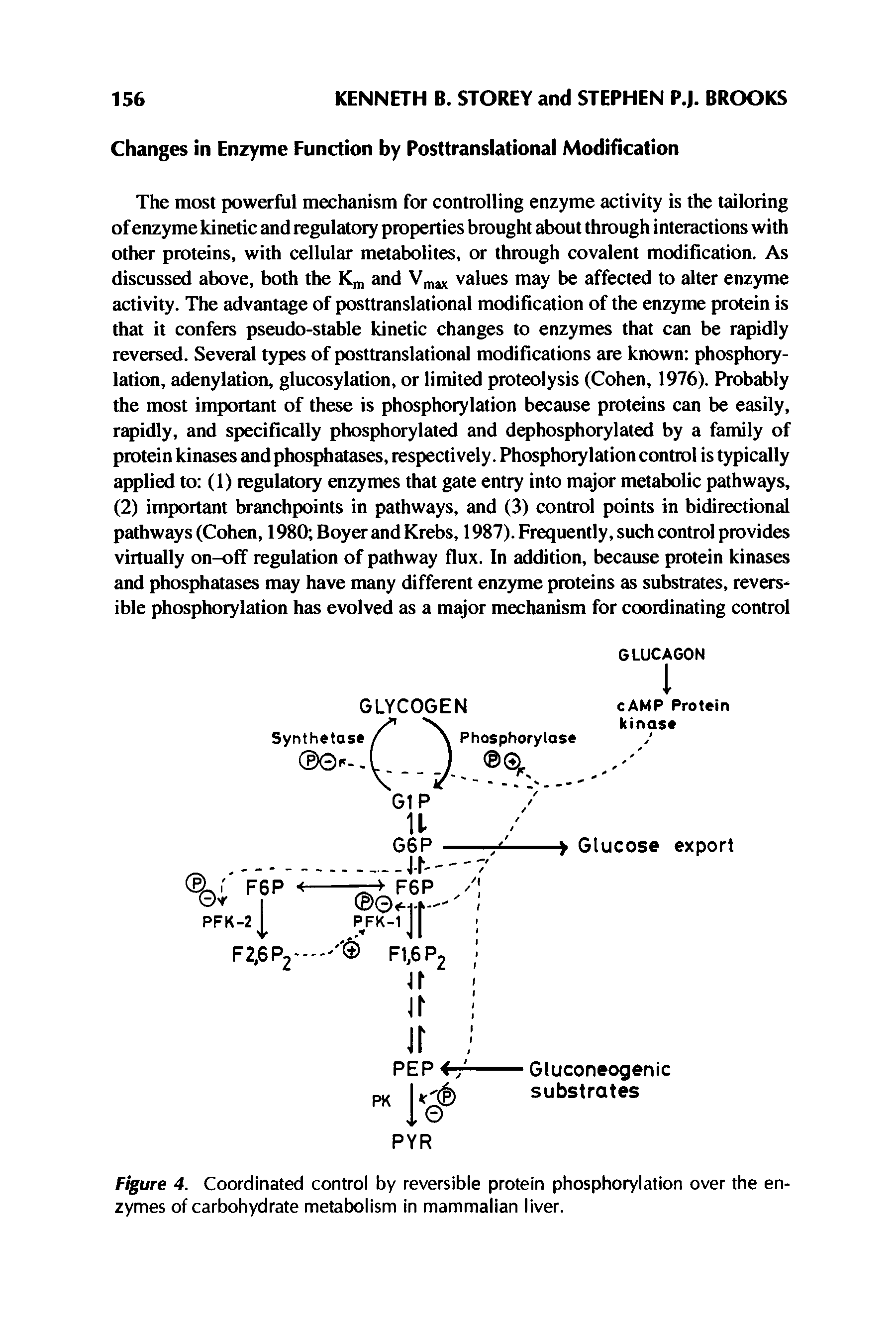 Figure 4. Coordinated control by reversible protein phosphorylation over the enzymes of carbohydrate metabolism in mammalian liver.