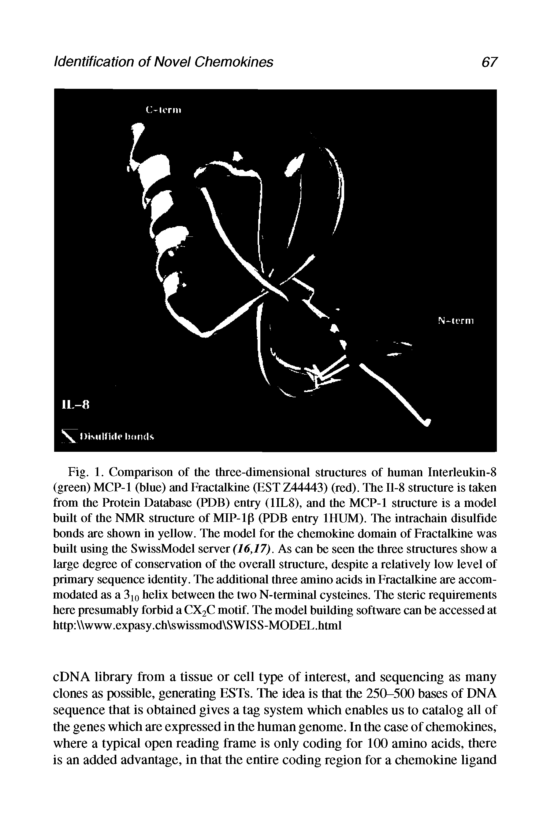 Fig. 1. Comparison of the three-dimensional structures of human Interleukin-8 (green) MCP-1 (blue) and Fractalkine (EST Z44443) (red). The 11-8 structure is taken from the Protein Database (PDB) entry (1IL8), and the MCP-1 structure is a model built of the NMR structure of MI P-l (> (PDB entry 1HUM). The intrachain disulfide bonds are shown in yellow. The model for the chemokine domain of Fractalkine was built using the SwissModel server (16,17). As can be seen the three structures show a large degree of conservation of the overall structure, despite a relatively low level of primary sequence identity. The additional three amino acids in Fractalkine are accommodated as a 310 helix between the two N-terminal cysteines. The steric requirements here presumably forbid a CX2C motif. The model building software can be accessed at http www.expasy.ch swissmod SWISS-MODEL.html...